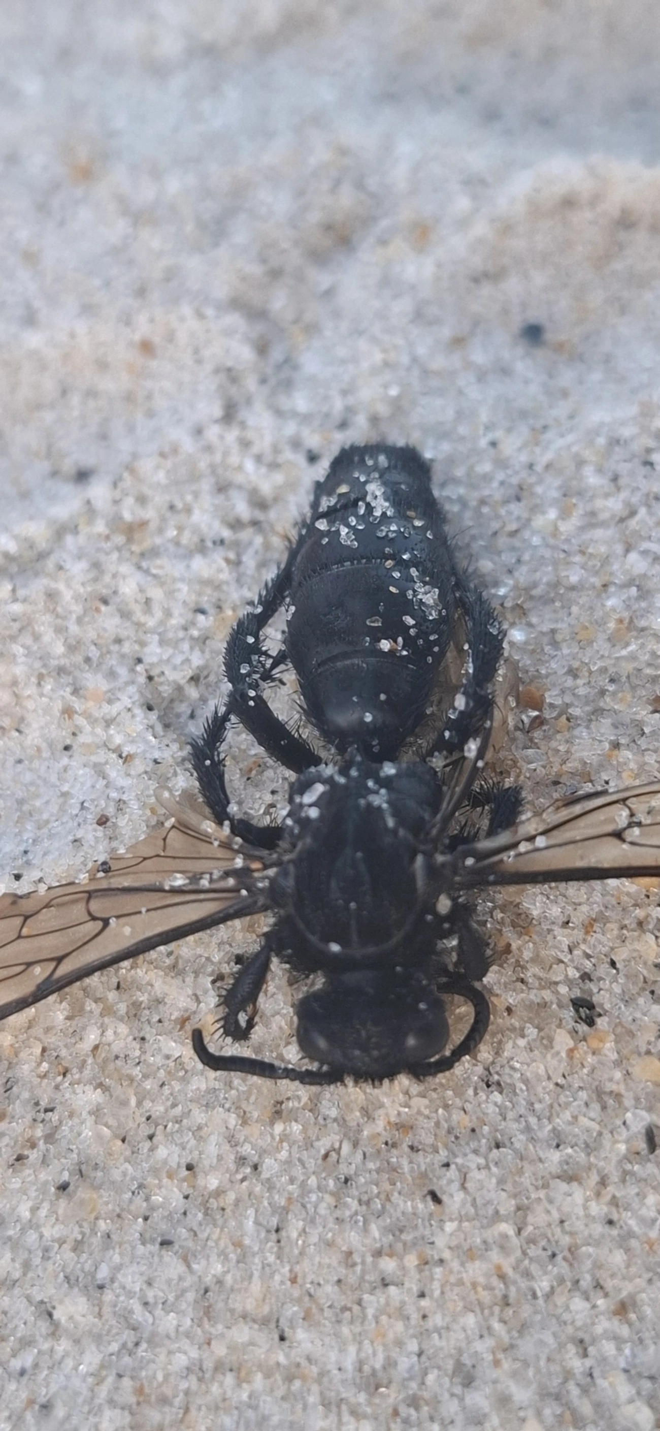 Scoliidae, insetos, fotografado em São Sebastião