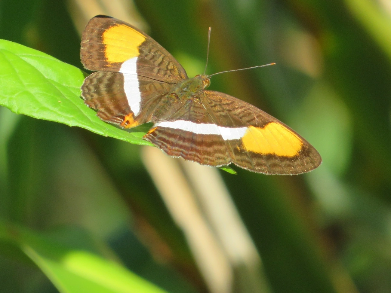 Irmã-de-faixa-lisa (Adelpha cytherea), insetos, fotografado em Maresias, São Sebastião