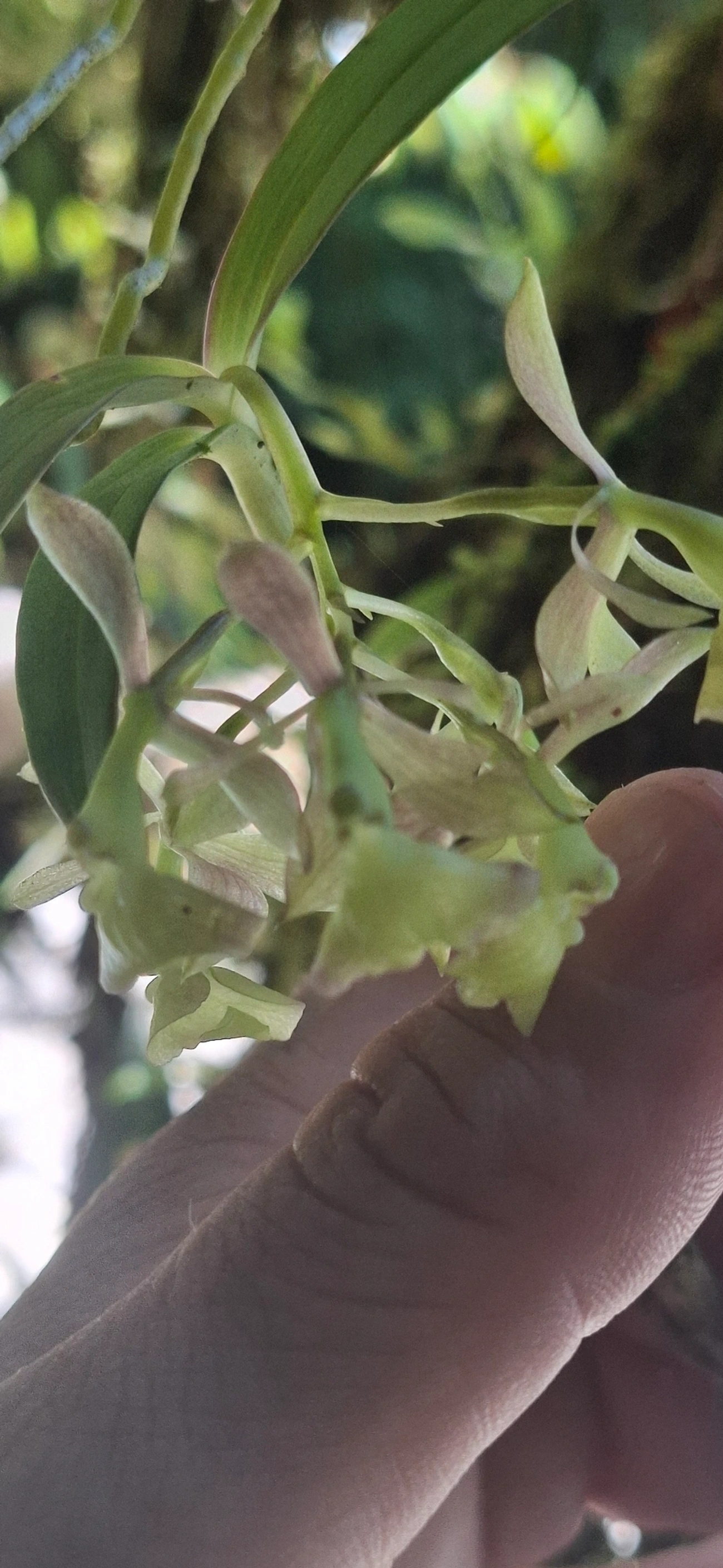 Epidendros (Epidendrum), plantas, fotografado em Queluz