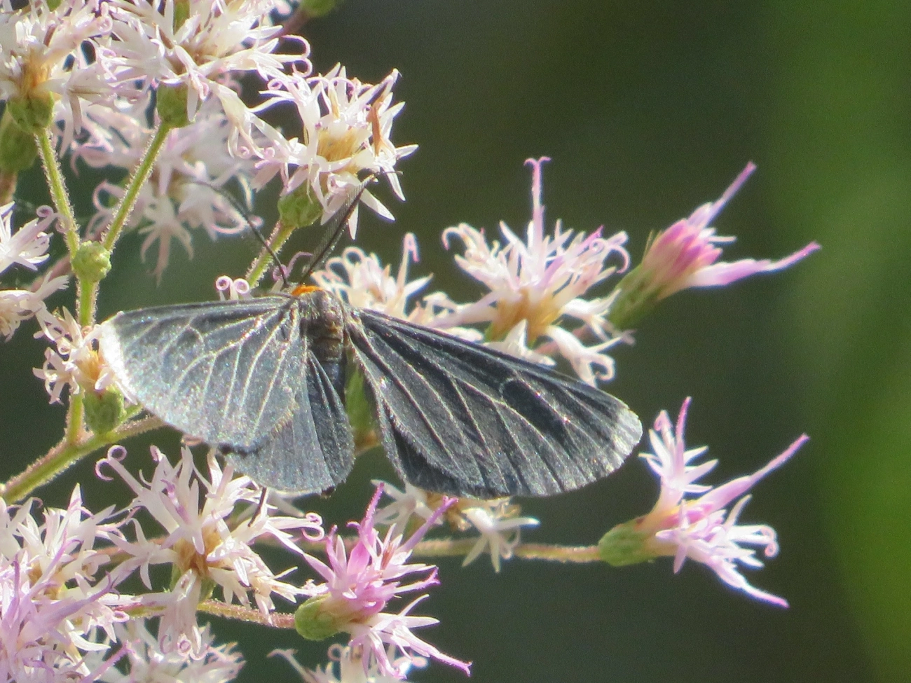 Preta-de-pontas-brancas (Melanchroia chephise), insetos, fotografado em Maresias, São Sebastião