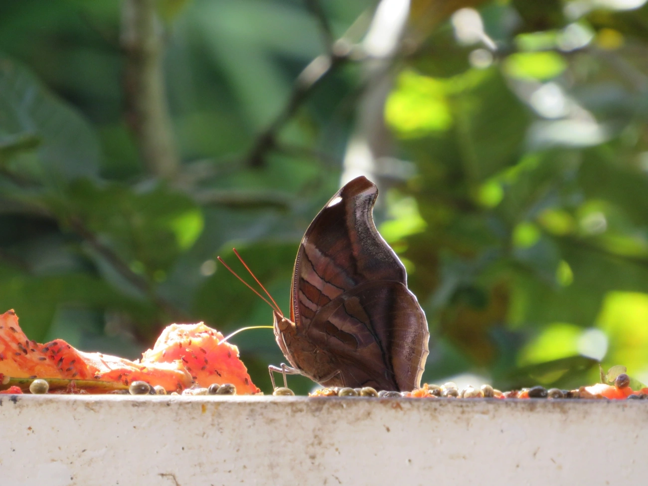 Historis odius, insetos, fotografado em Maresias, São Sebastião