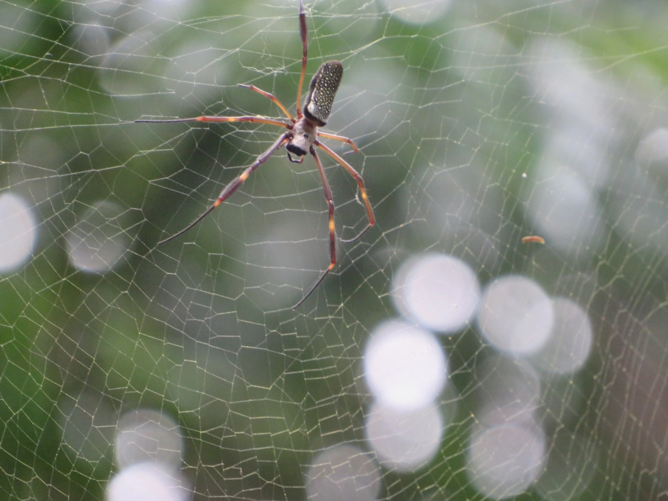 Aranha-de-teia-dourada (Trichonephila clavipes), aracnídeos, fotografado em Maresias, São Sebastião