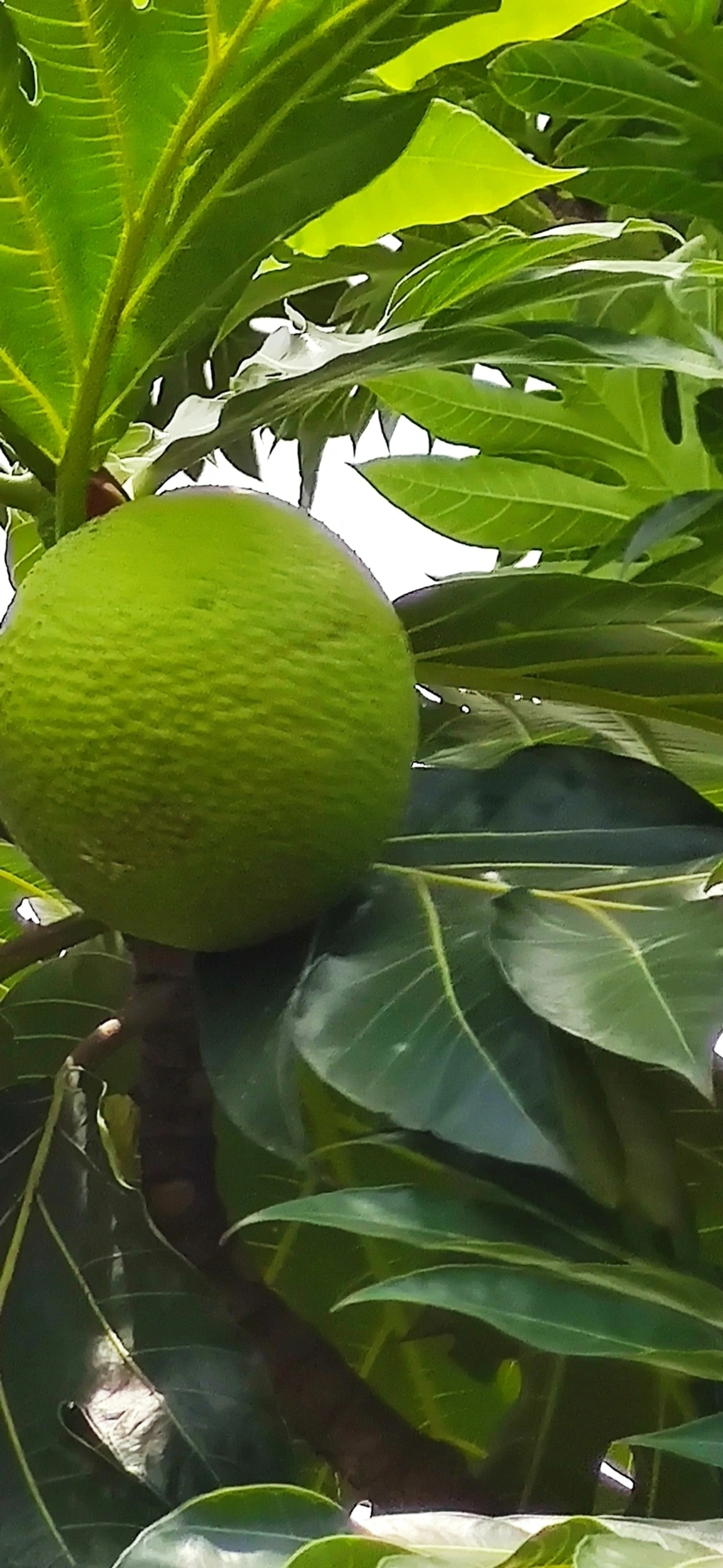 Fruta-pão (Artocarpus altilis), plantas, fotografado em Indaiá, Caraguatatuba