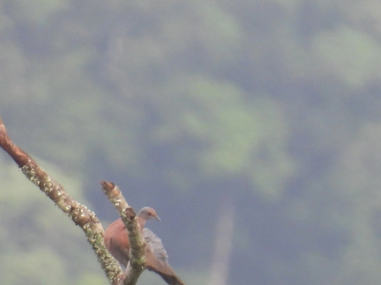 Pomba-galega (Patagioenas cayennensis), aves, fotografado em Maresias, São Sebastião