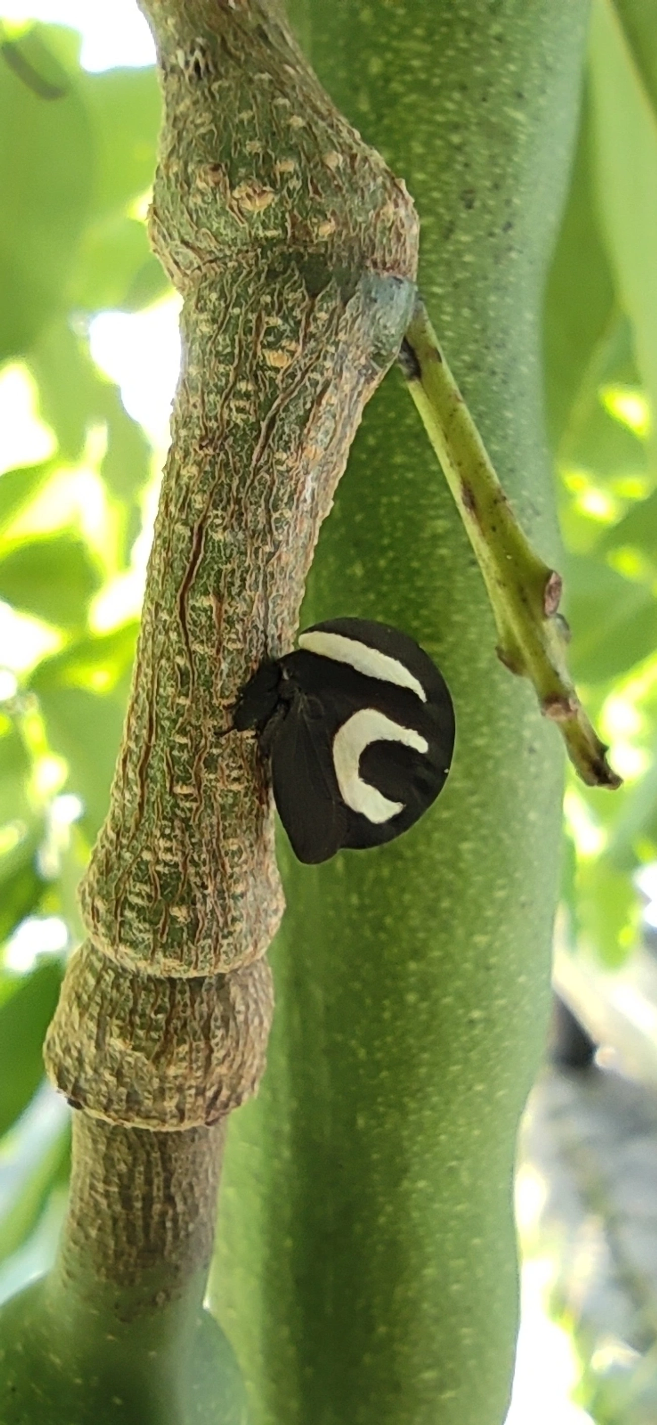 Soldadinho (Membracis foliatafasciata), insetos, fotografado em Indaiá, Caraguatatuba