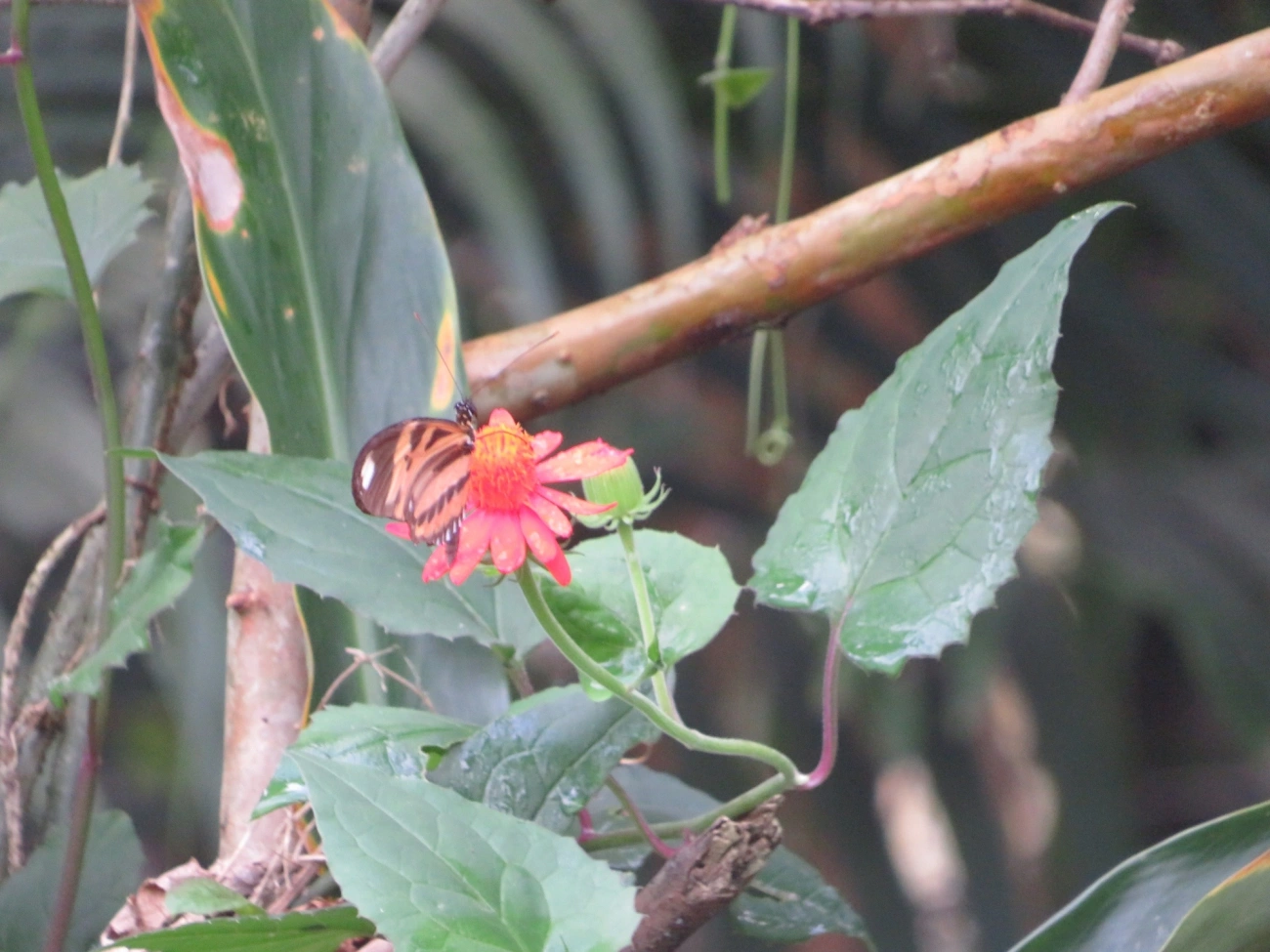 Maria-boba (Heliconius ethilla), insetos, fotografado em Maresias, São Sebastião