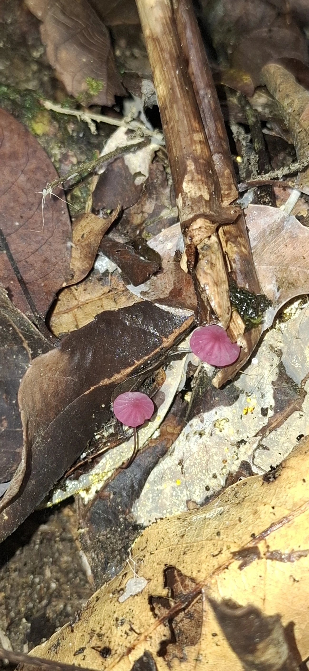 Cata-vento-roxo (Marasmius haematocephalus), fungos, fotografado em Maresias, São Sebastião