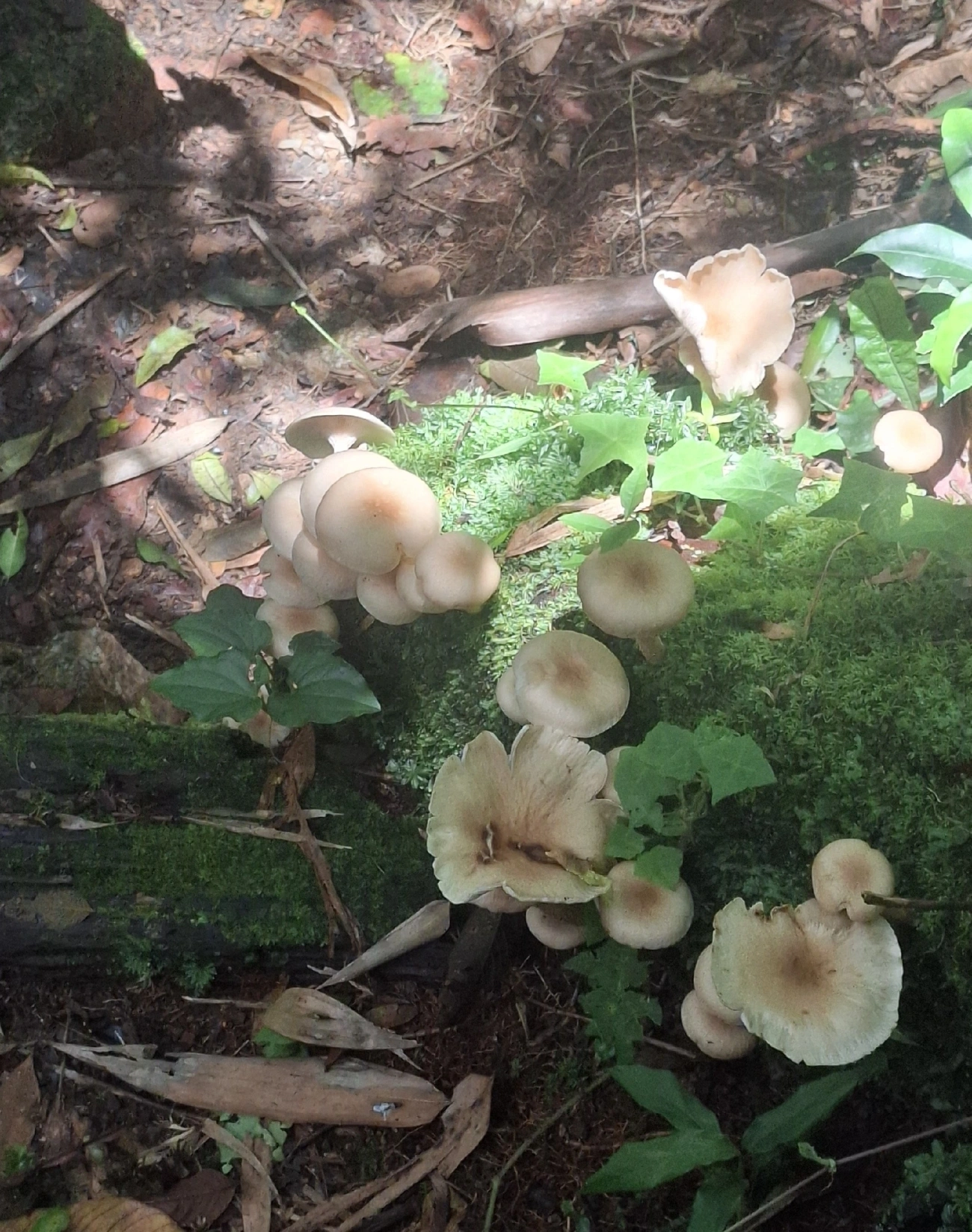 Cogumelos Lamelados (Agaricales), fungos, fotografado em Queluz