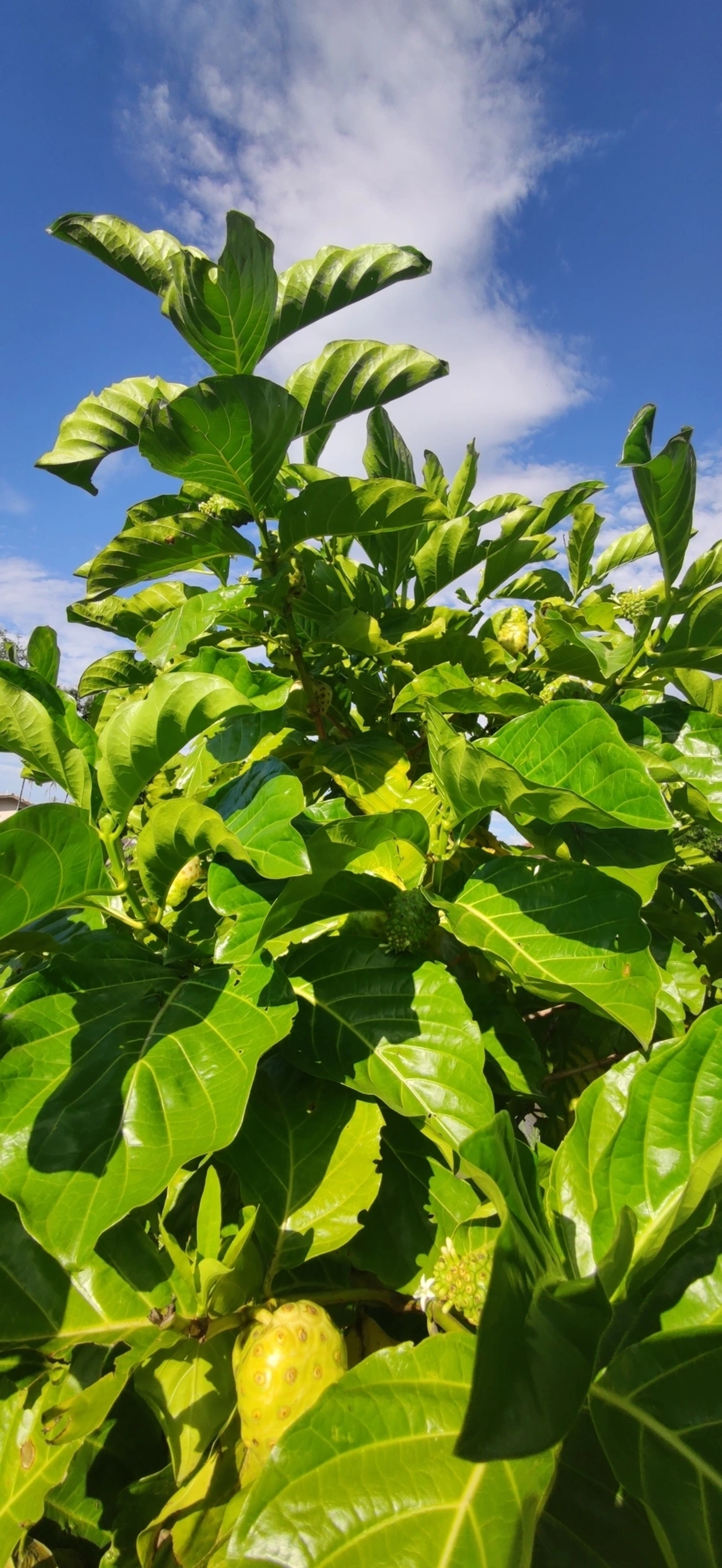 Noni (Morinda citrifolia), plantas, fotografado em Caraguatatuba