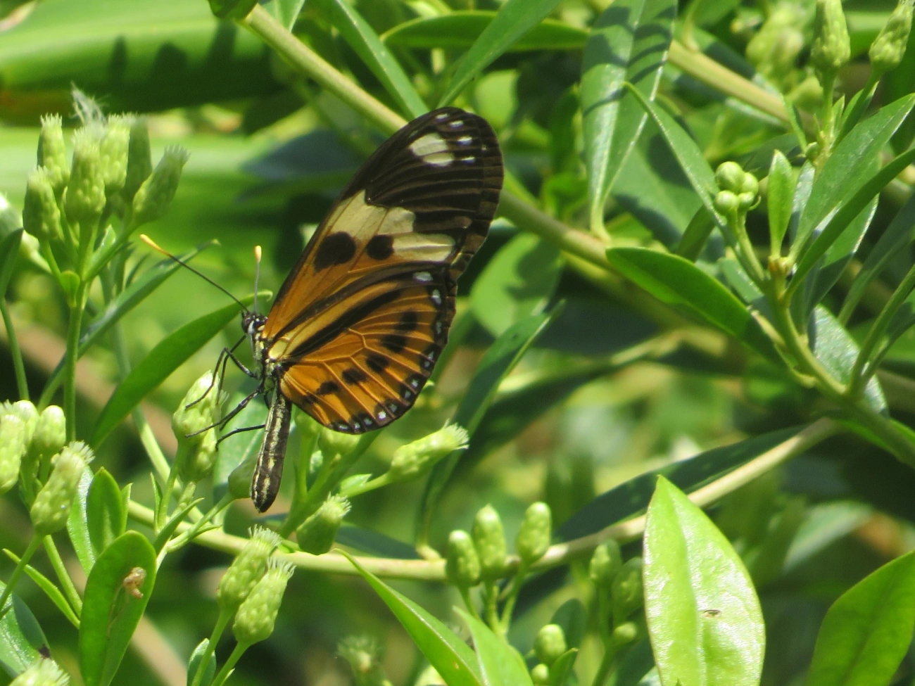 Borboleta-do-maracujá (Eueides isabella), insetos, fotografado em Maresias, São Sebastião