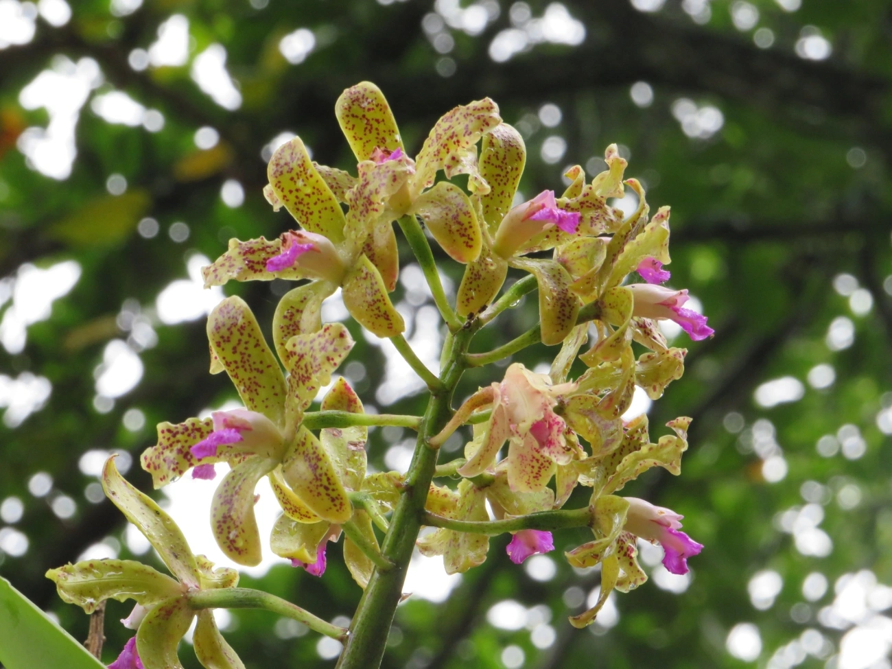 Catleia-gutata (Cattleya guttata), plantas, fotografado em São Sebastião