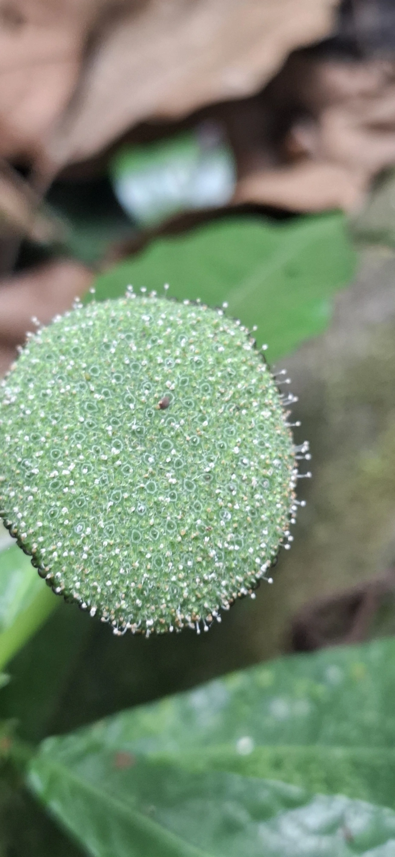 Dorstênia (Dorstenia hirta), plantas, fotografado em Maresias, São Sebastião