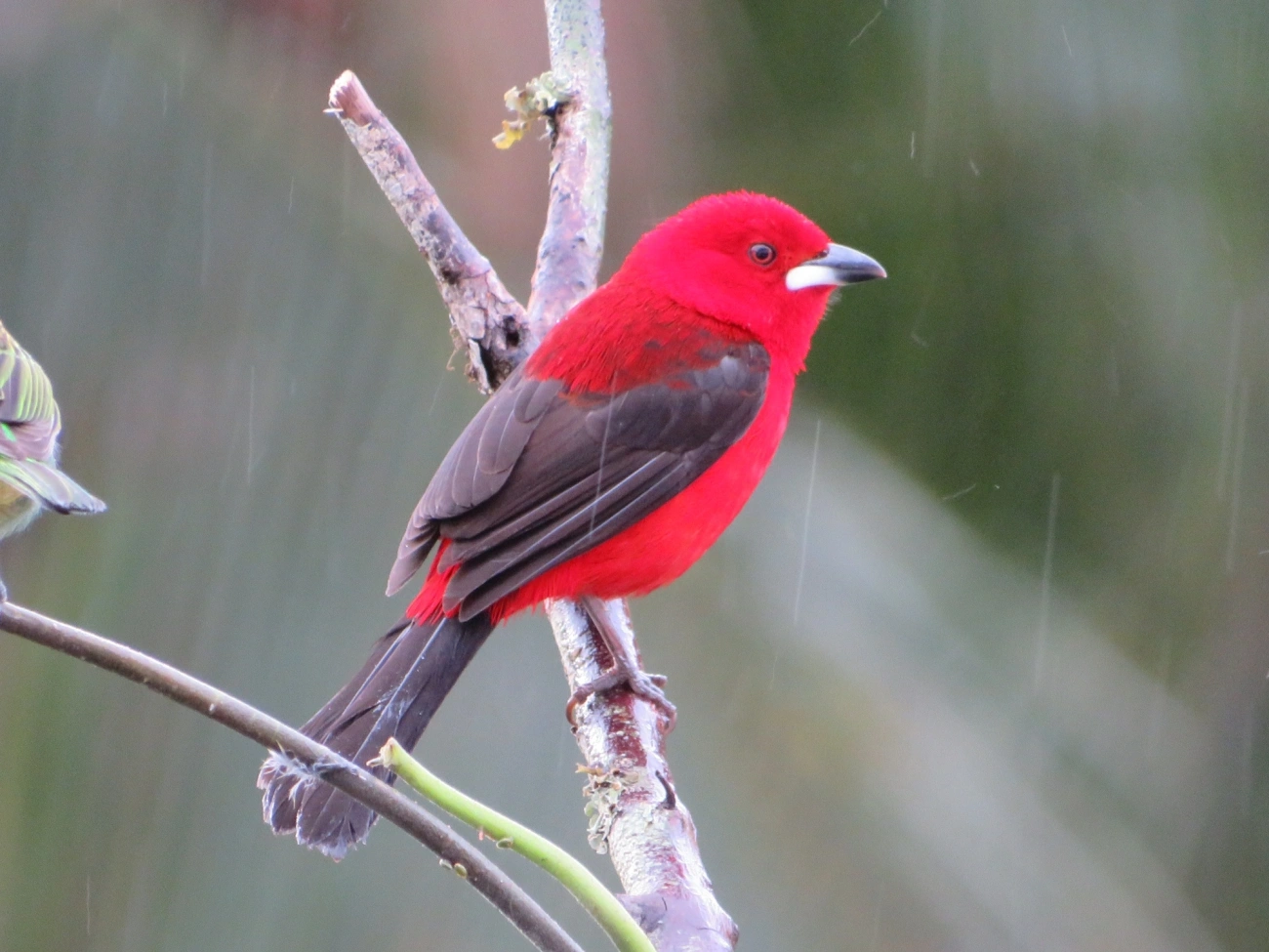 Tiê-sangue (Ramphocelus bresilius), aves, fotografado em Maresias, São Sebastião