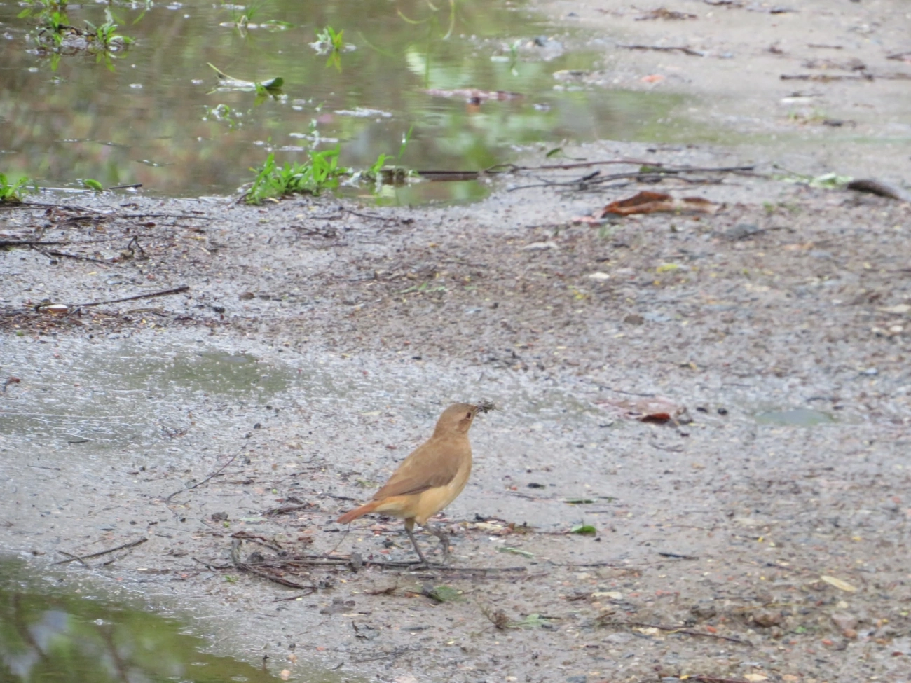 João-de-barro (Furnarius rufus), aves, fotografado em Maresias, São Sebastião