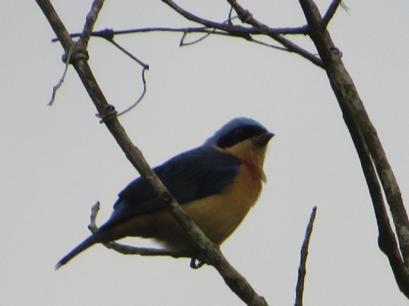 Saíra-Viúva (Pipraeidea melanonota), aves, fotografado em Maresias, São Sebastião