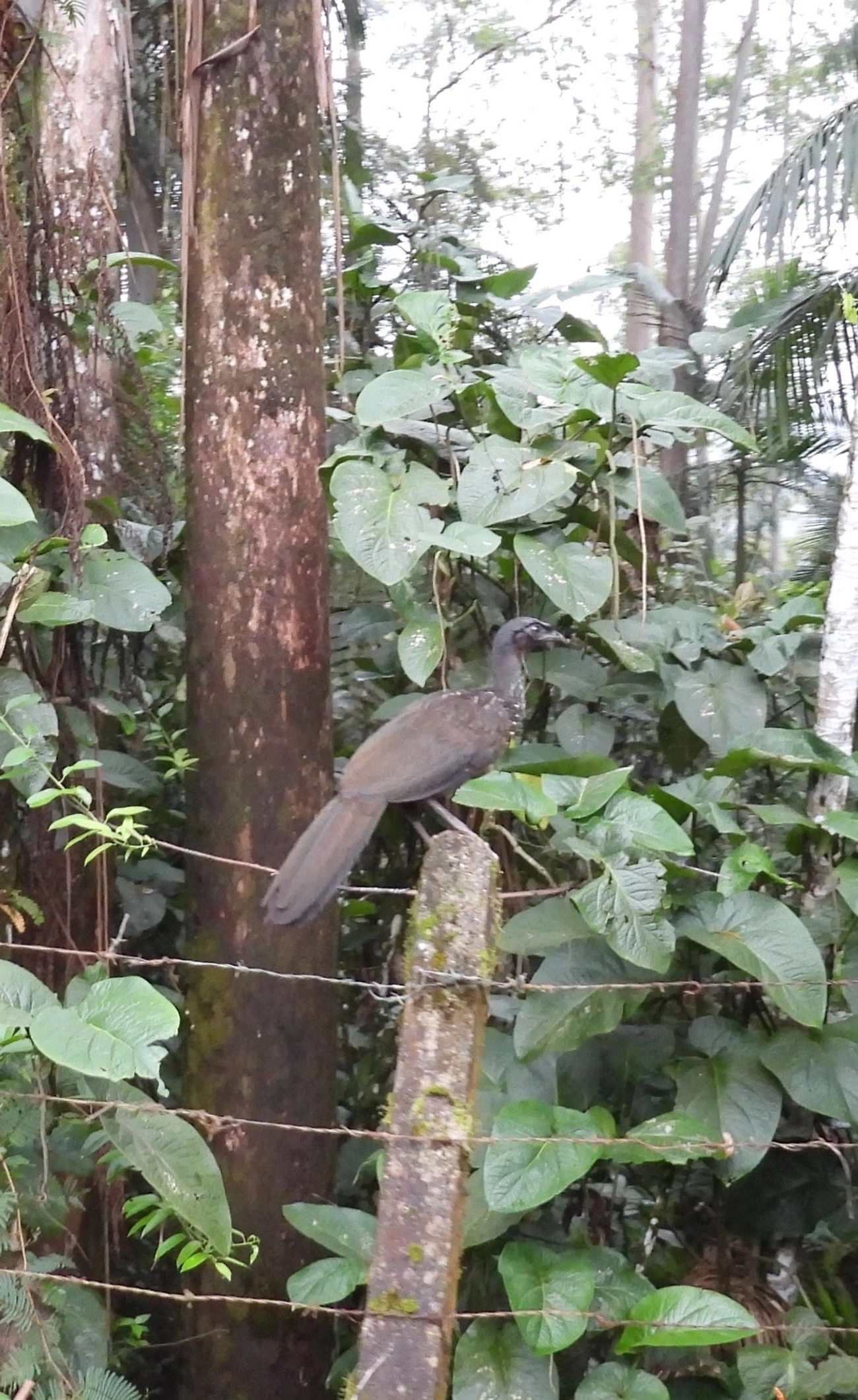 Jacuaçu (Penelope obscura), aves, fotografado em Estrada Serrinha Do Alambari Resende - Rio de Janeiro, Resende