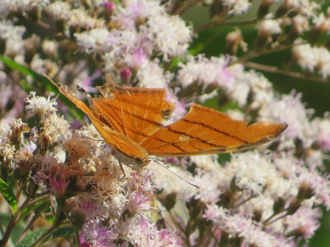 Borboleta-Asas-de-Punhal (Marpesia petreus), insetos, fotografado em Maresias, São Sebastião