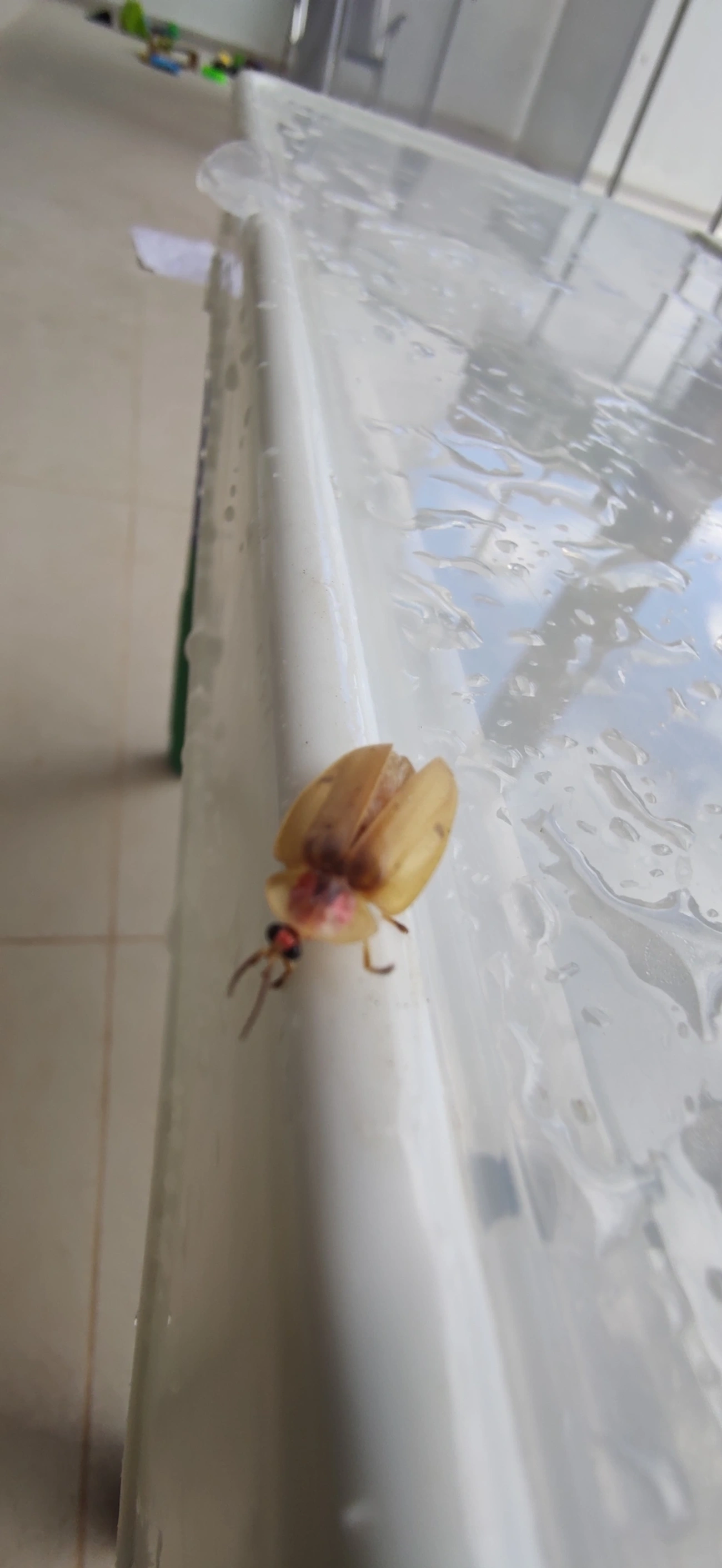 Aspisoma, insetos, fotografado em Maresias, São Sebastião