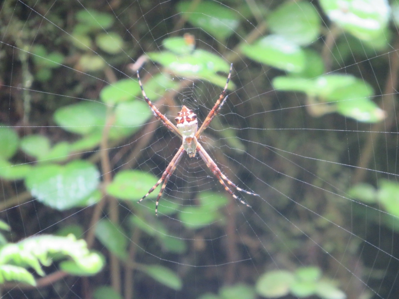Aranha-de-prata (Argiope argentata), aracnídeos, fotografado em Maresias, São Sebastião