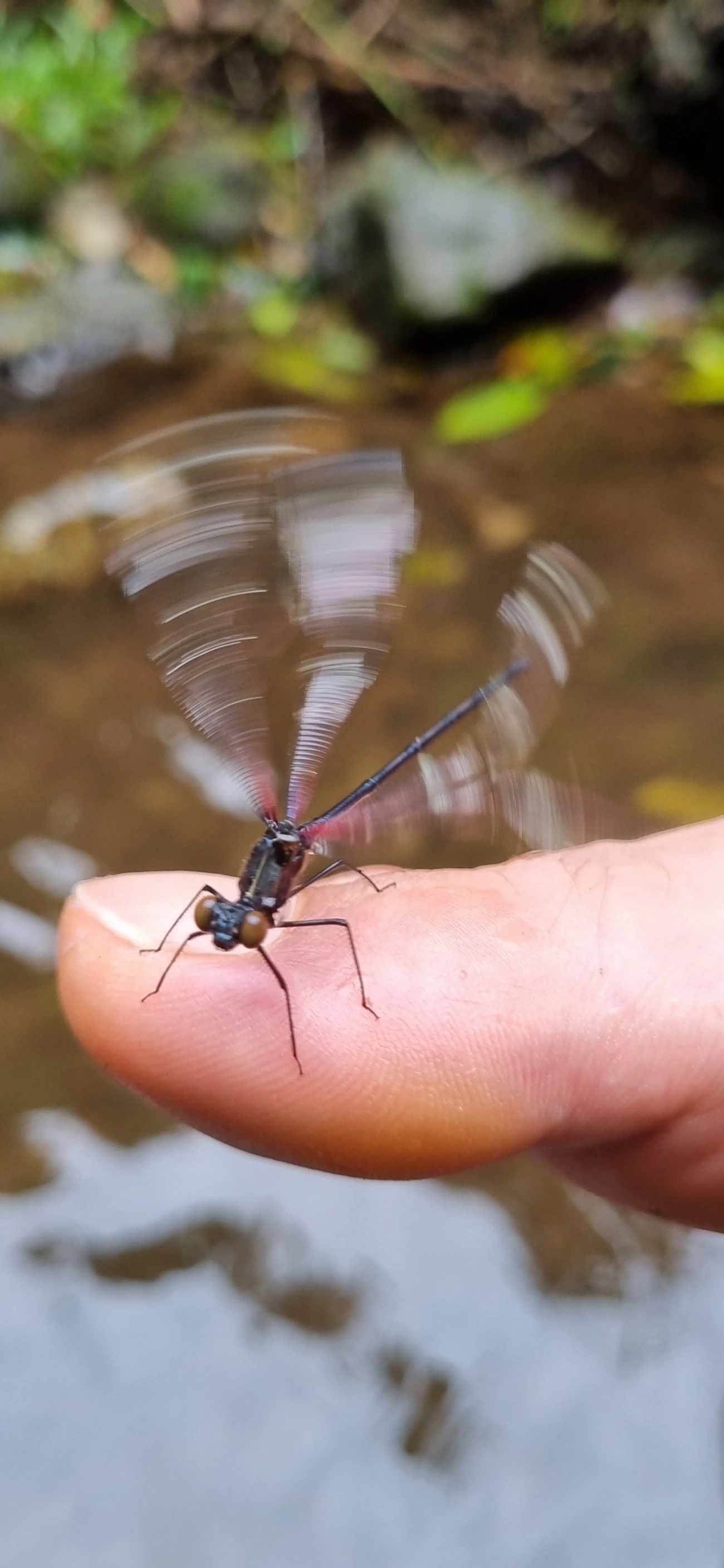 Hetaerina, insetos, fotografado em Maresias, São Sebastião