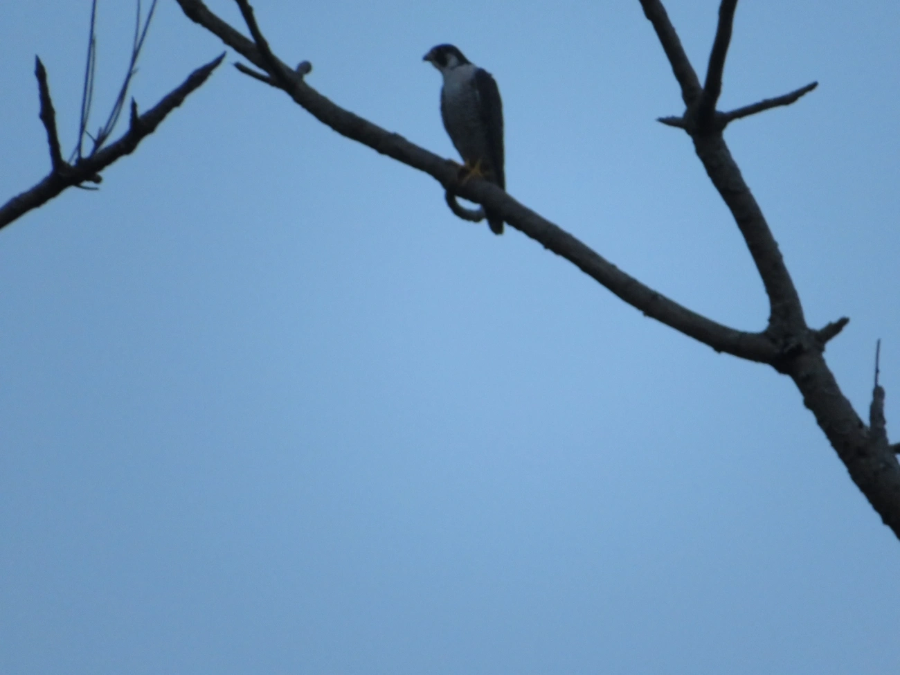 Falcão-peregrino (Falco peregrinus), aves, fotografado em Maresias, São Sebastião