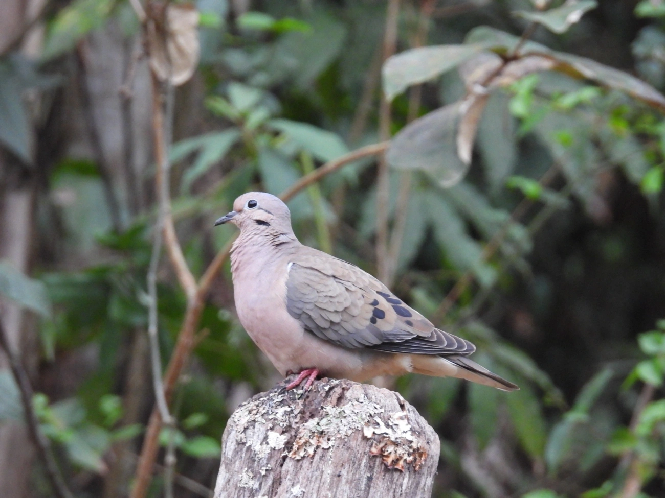 Pomba-de-bando (Zenaida auriculata), aves, fotografado em Santa Isabel