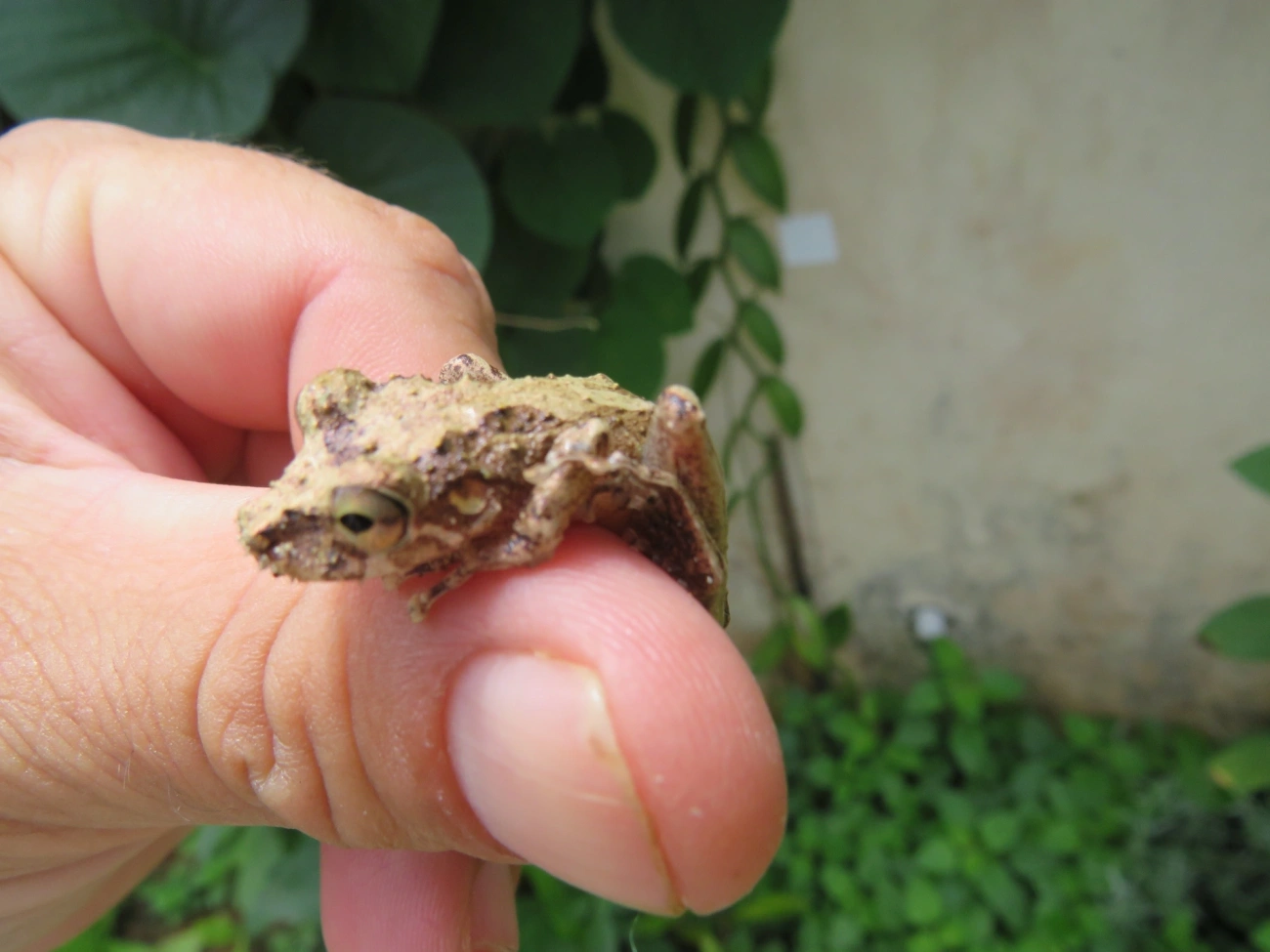 Sapos (Anura), anfíbios, fotografado em Maresias, São Sebastião