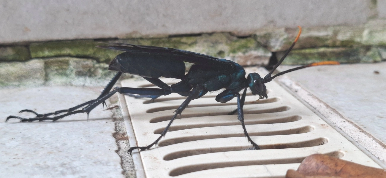 Vespa-caçadora-de-caranguejeira (Pepsis ruficornis), insetos, fotografado em Maresias, São Sebastião