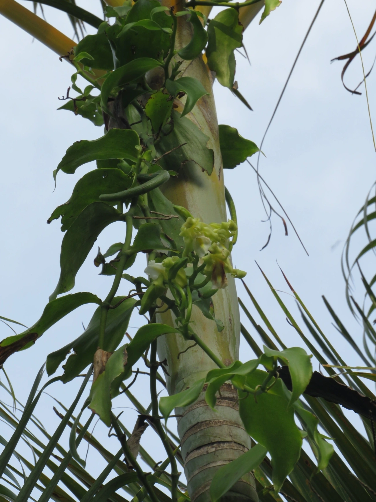 Baunilha (Vanilla arcuata), plantas, fotografado em Maresias, São Sebastião