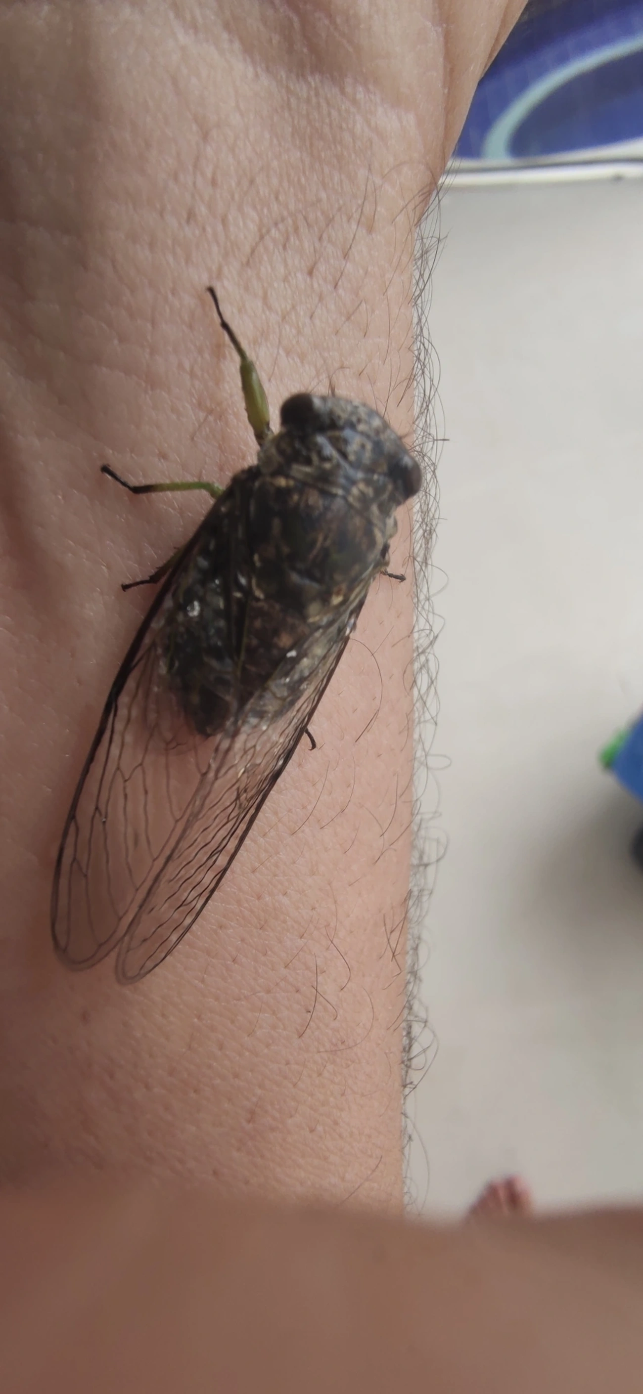 Cigarras típicas (Cicadidae), insetos, fotografado em Maresias, São Sebastião