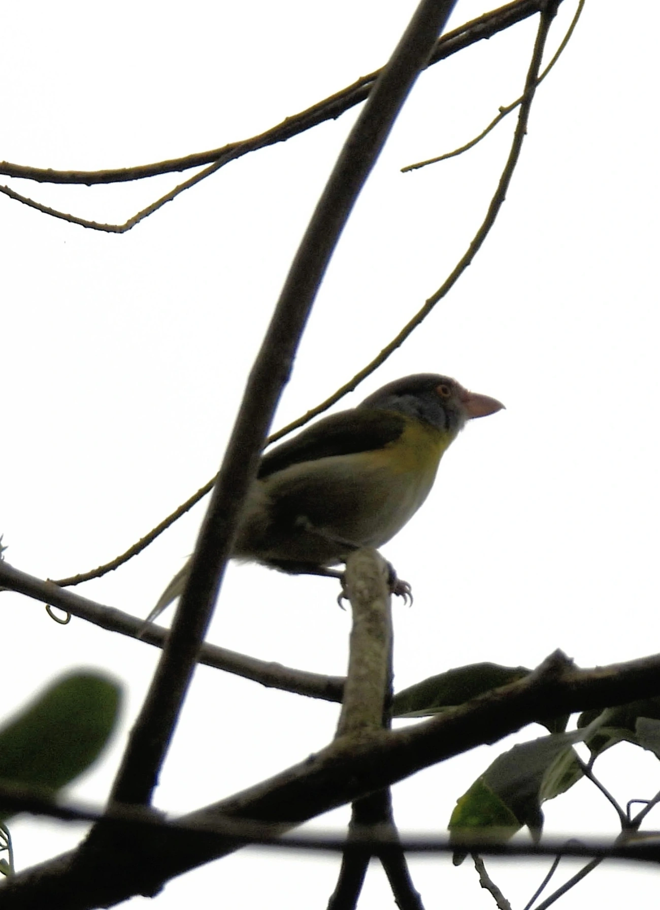 Pitiguari (Cyclarhis gujanensis), aves, fotografado em Perequê, Ilhabela