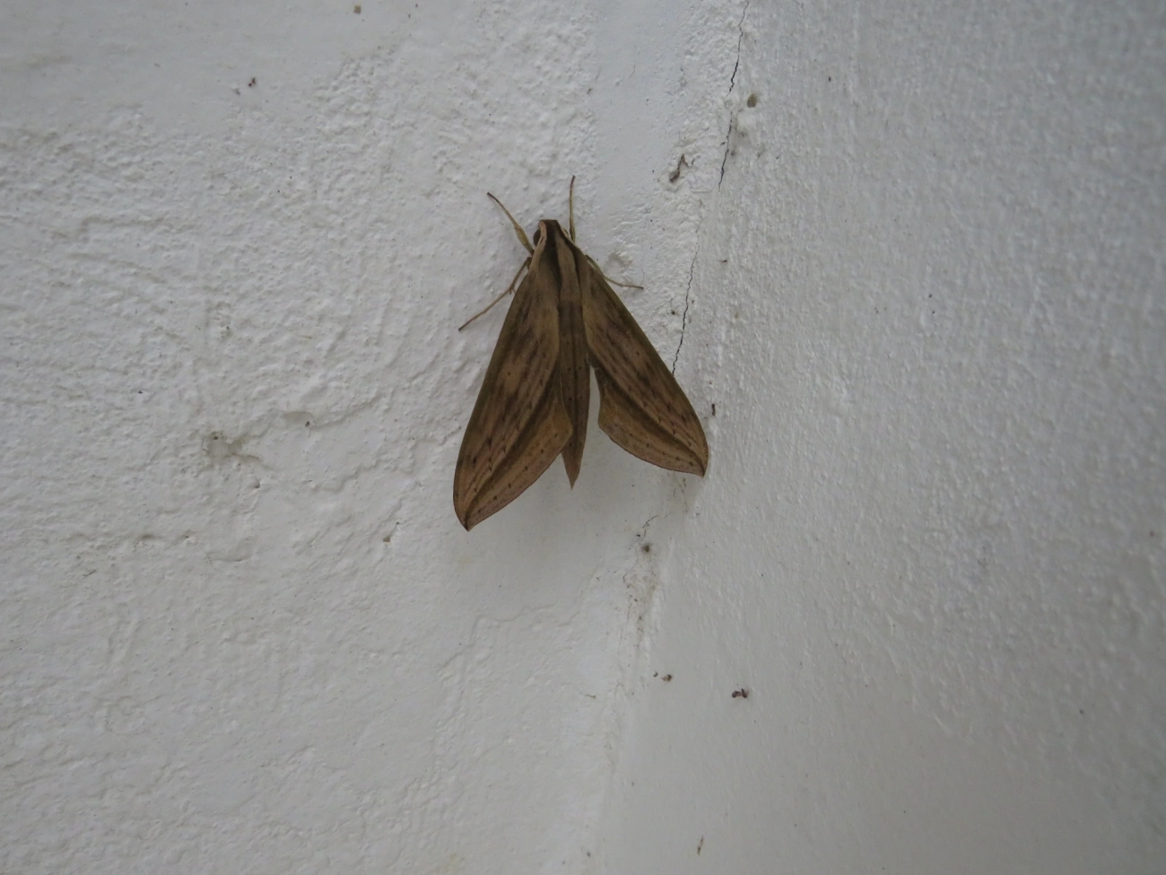 Mariposa-esfinge (Xylophanes anubus), insetos, fotografado em Maresias, São Sebastião