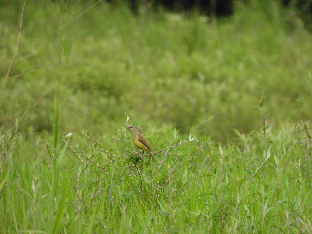 Suiriri-cavaleiro (Machetornis rixosa), aves, fotografado em Maresias, São Sebastião