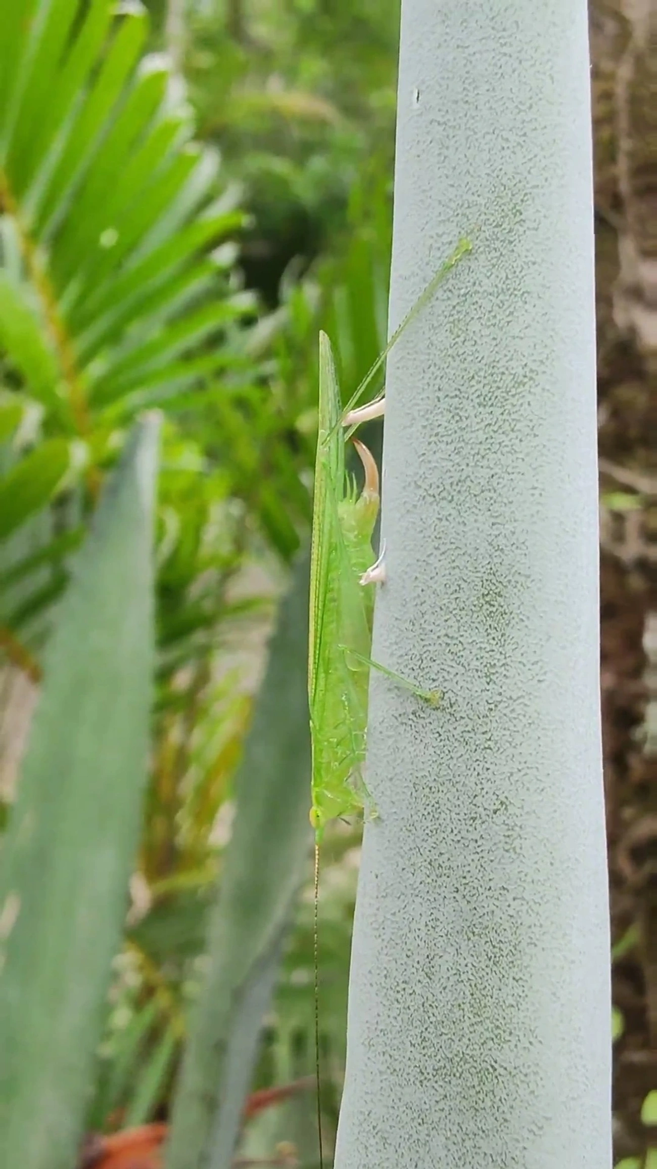 Phlugidini, insetos, fotografado em Maresias, São Sebastião