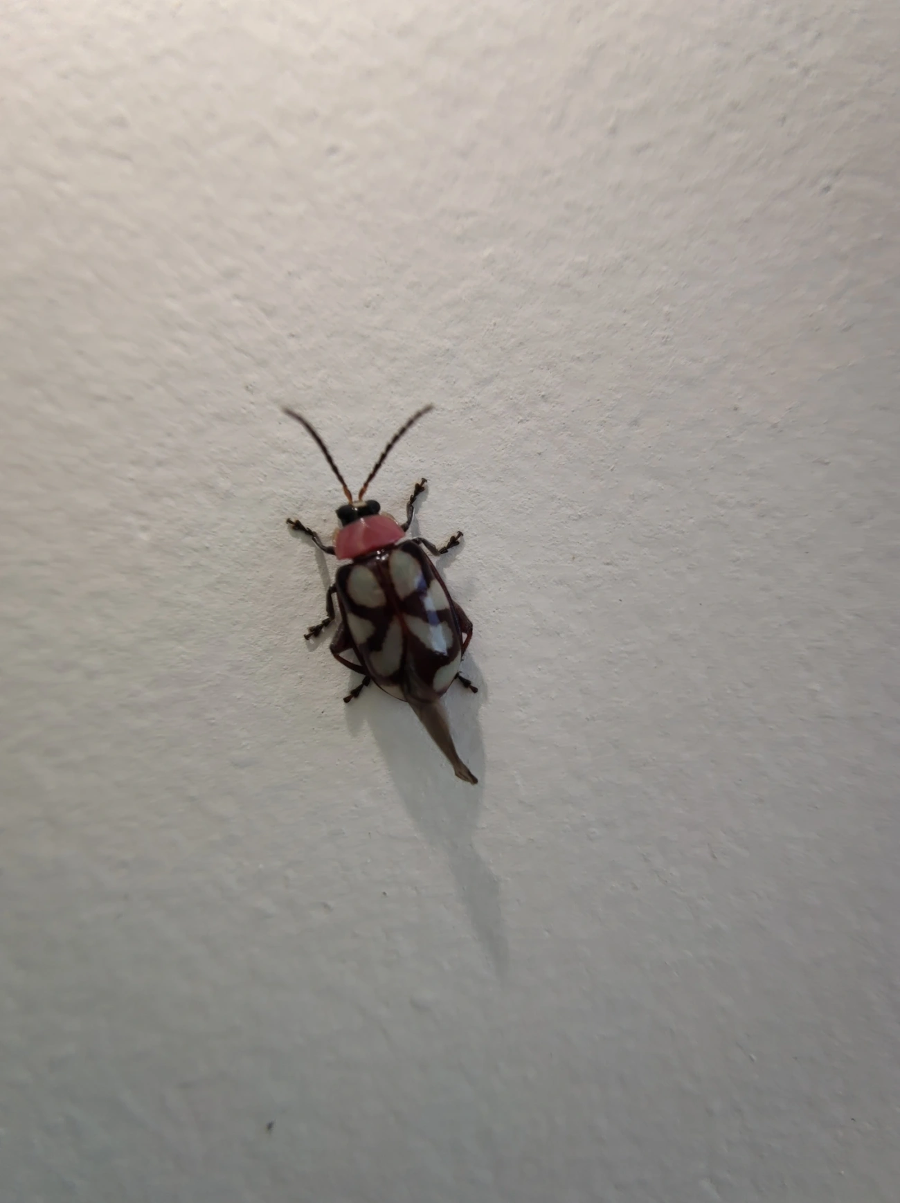 Besouro-pulga-de-faixas-oblíquas (Omophoita albicollis), insetos, fotografado em Maresias, São Sebastião