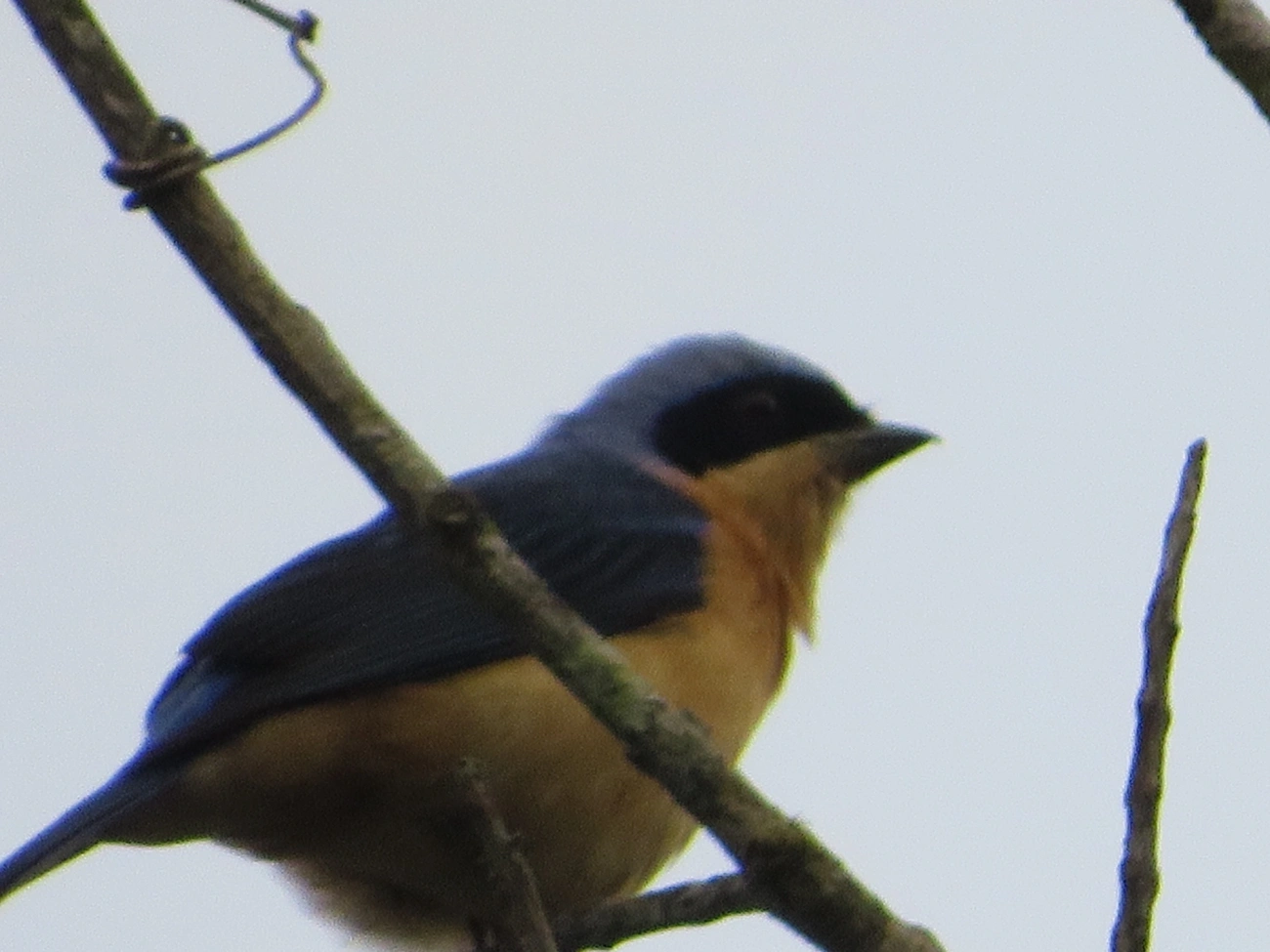 Saíra-Viúva (Pipraeidea melanonota), aves, fotografado em Maresias, São Sebastião