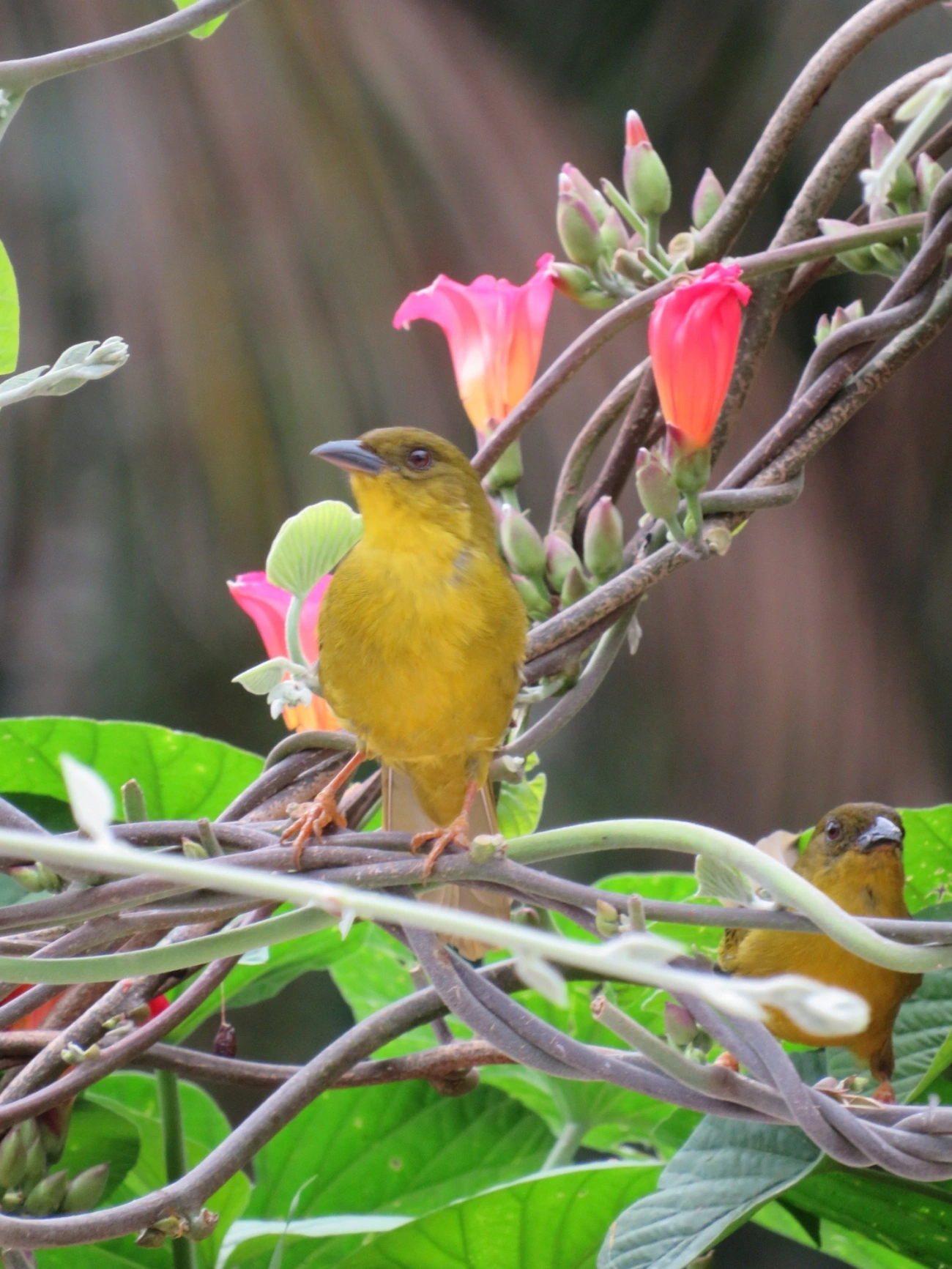 Catirumbava (Orthogonys chloricterus), aves, fotografado em Maresias, São Sebastião