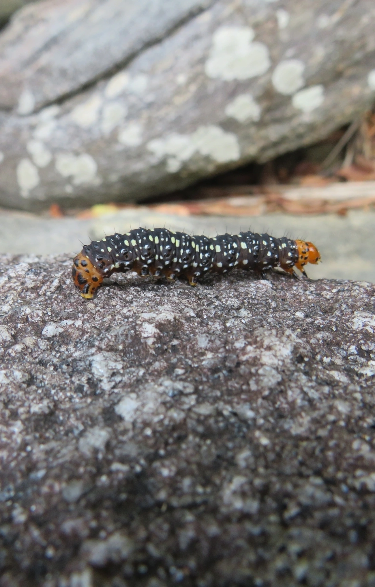 Mariposa-espanhola (Xanthopastis timais), insetos, fotografado em Maresias, São Sebastião