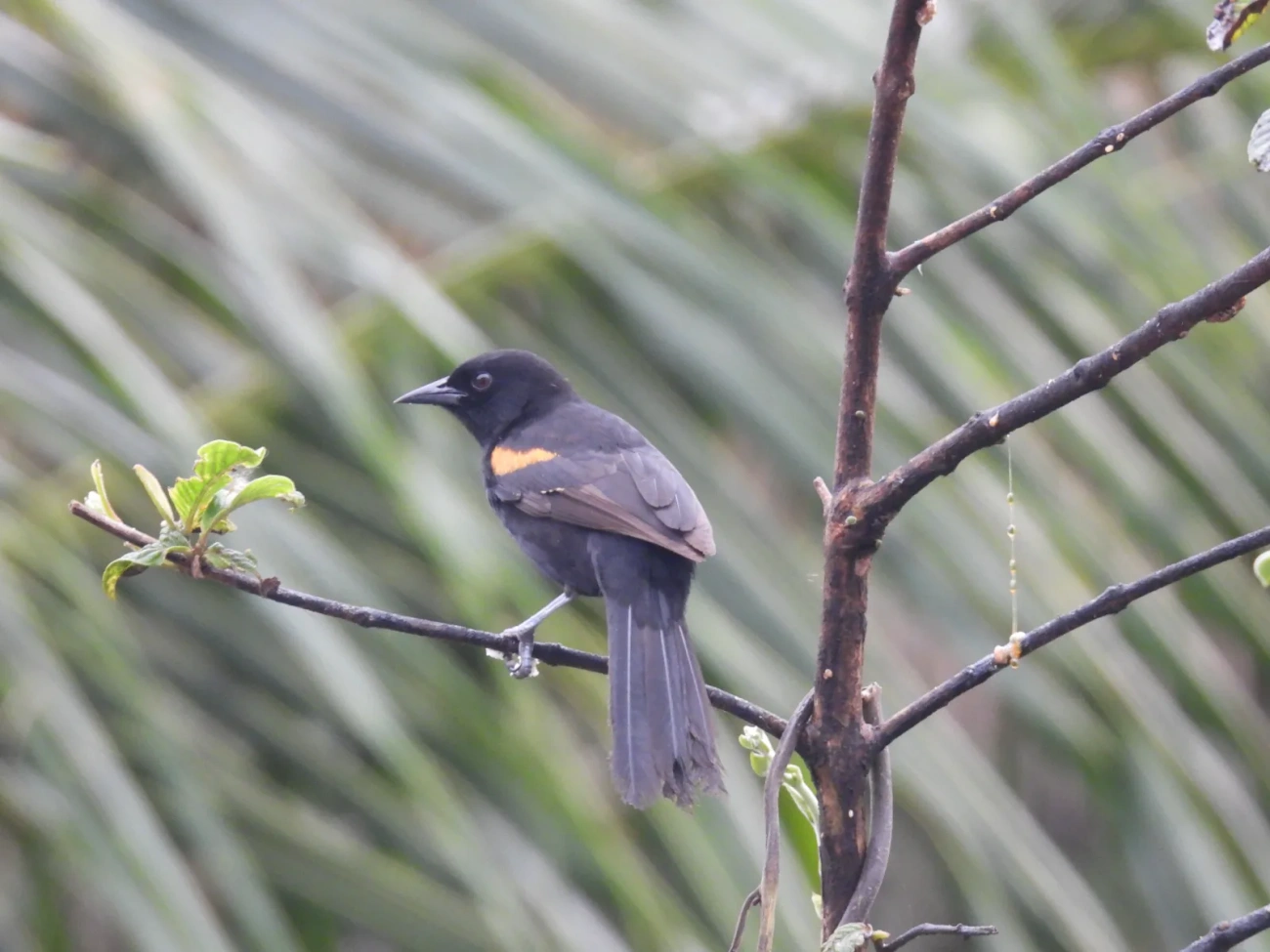 Encontro (Icterus pyrrhopterus), aves, fotografado em Bragança Paulista