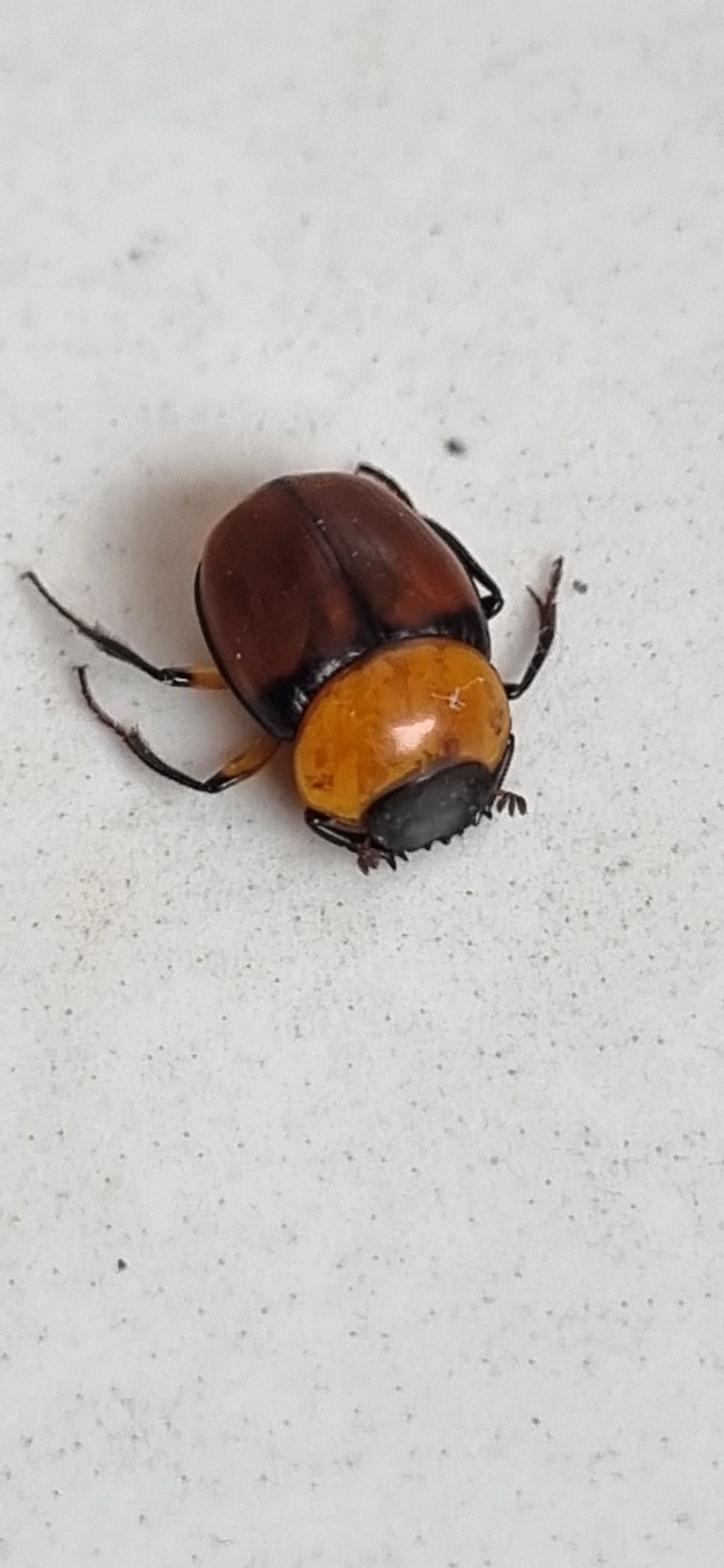 Canthon, insetos, fotografado em Maresias, São Sebastião