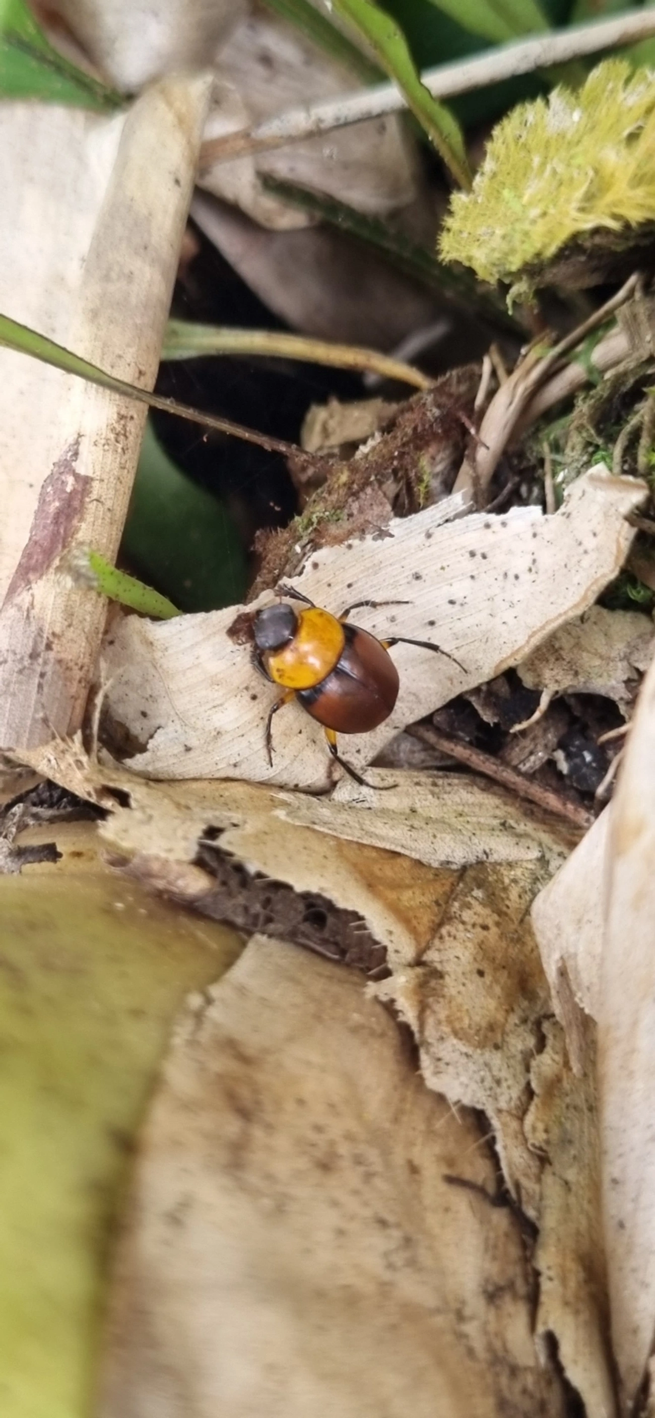 Canthon, insetos, fotografado em Maresias, São Sebastião