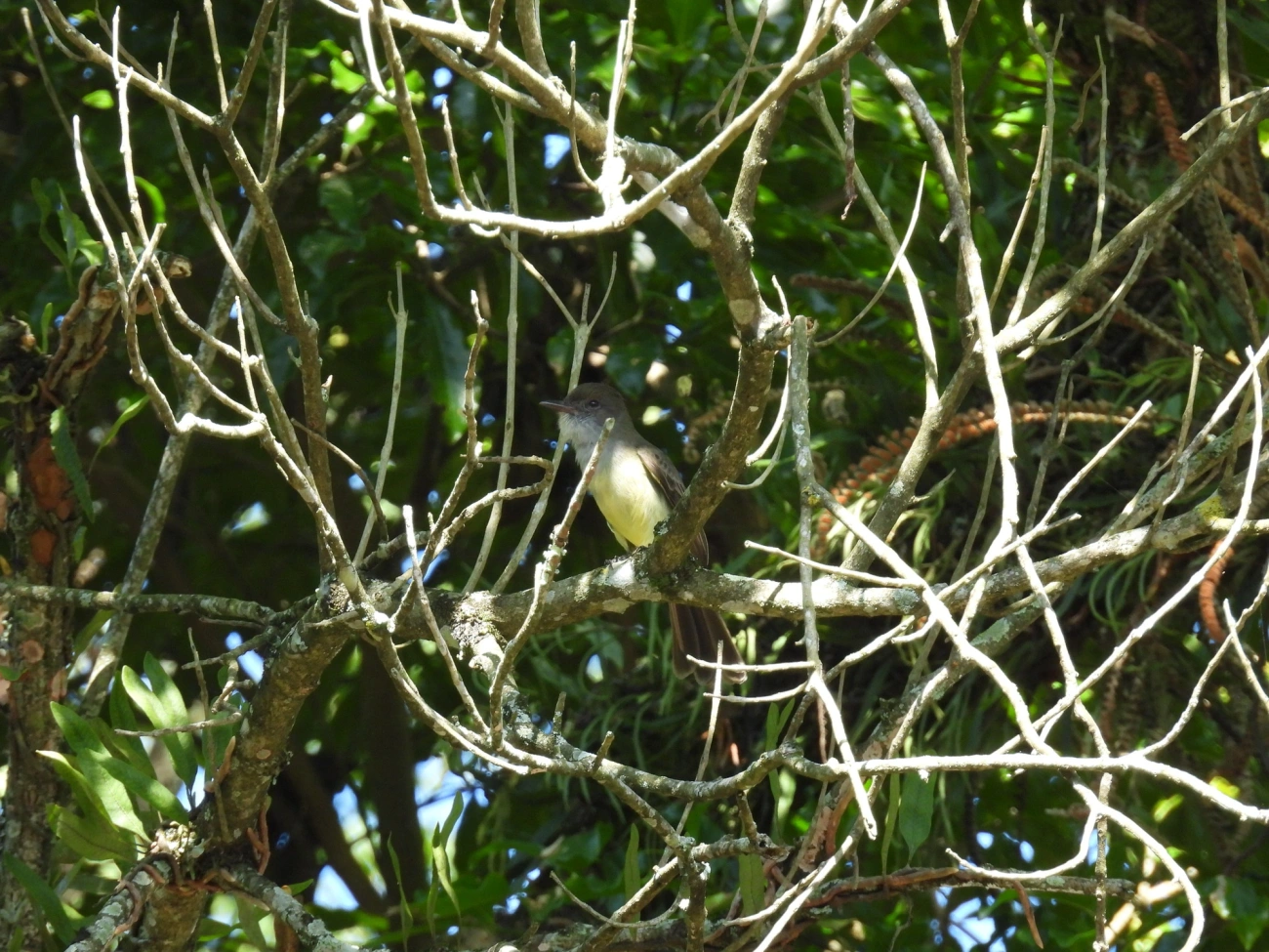 Marias-Cavaleiras e Afins (Myiarchus), aves, fotografado em Resende