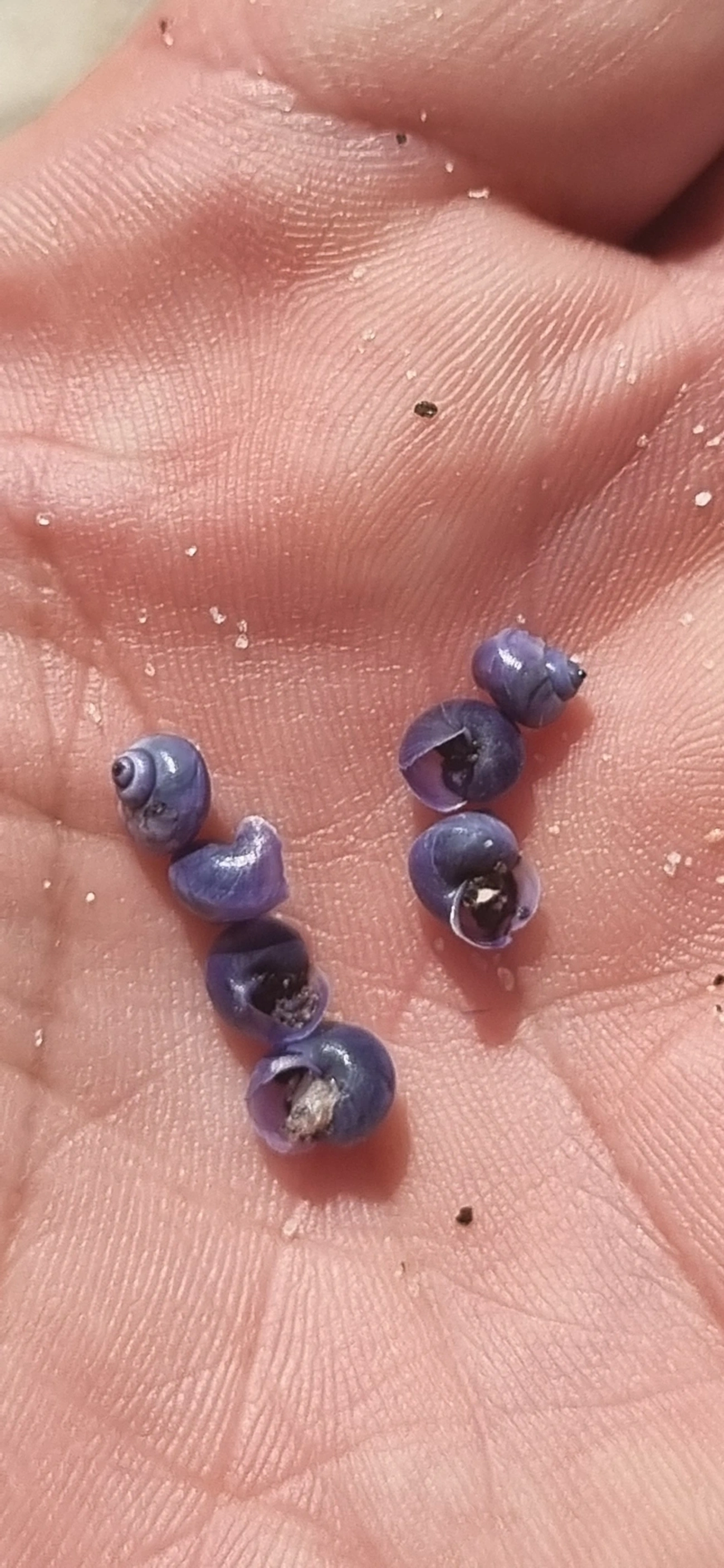 Caramujo-surfista-alongado (Janthina umbilicata), moluscos, fotografado em São Sebastião