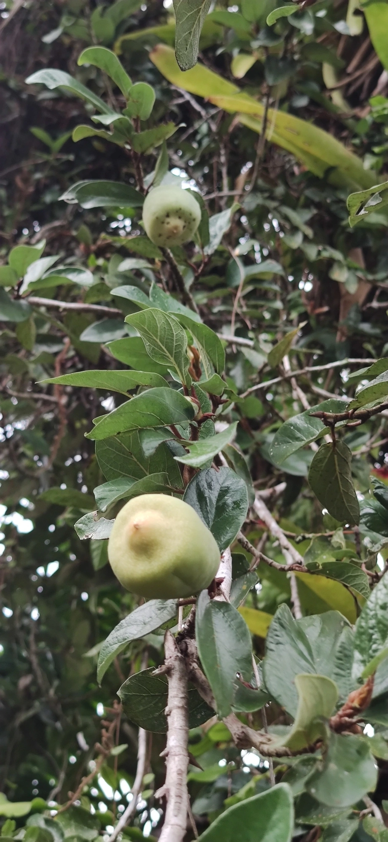 Figueira-trepadeira (Ficus pumila), plantas, fotografado em Maresias, São Sebastião
