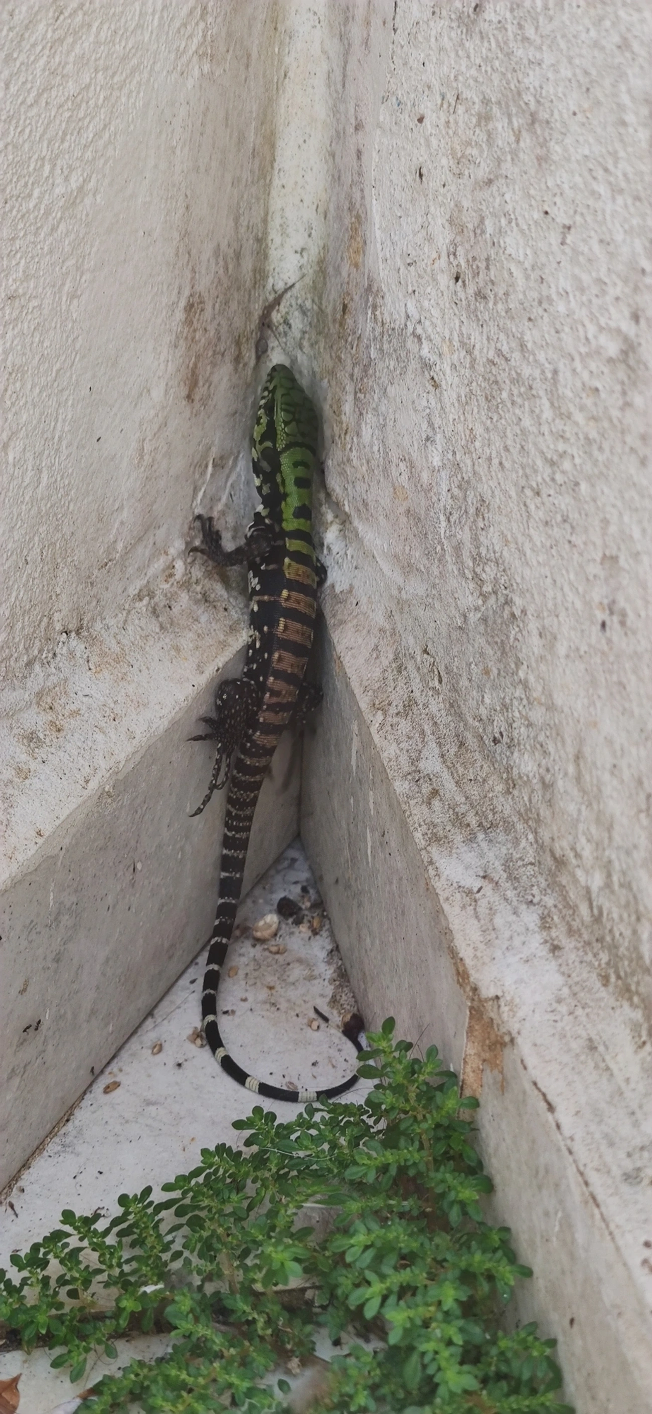 Teiú (Salvator merianae), répteis, fotografado em Maresias, São Sebastião