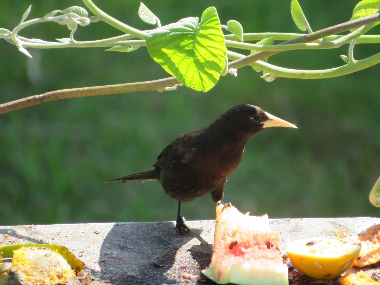 Guaxe (Cacicus haemorrhous), aves, fotografado em Maresias, São Sebastião