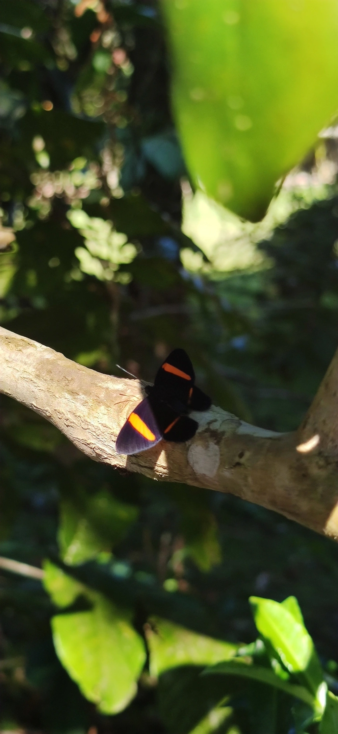 Panara jarbas, insetos, fotografado em Maresias, São Sebastião
