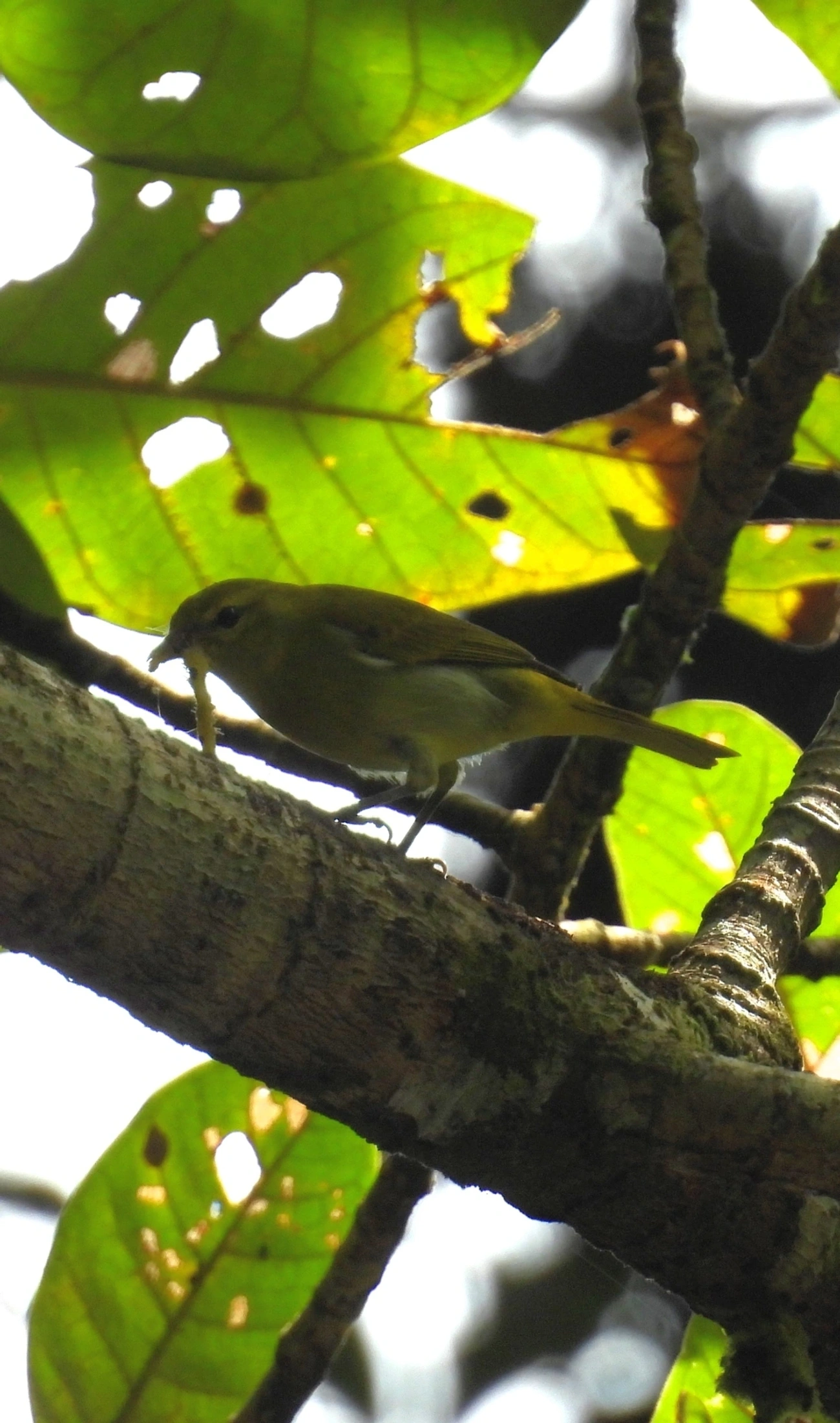 Saíra-ferrugem (Hemithraupis ruficapilla), aves, fotografado em Maresias, São Sebastião