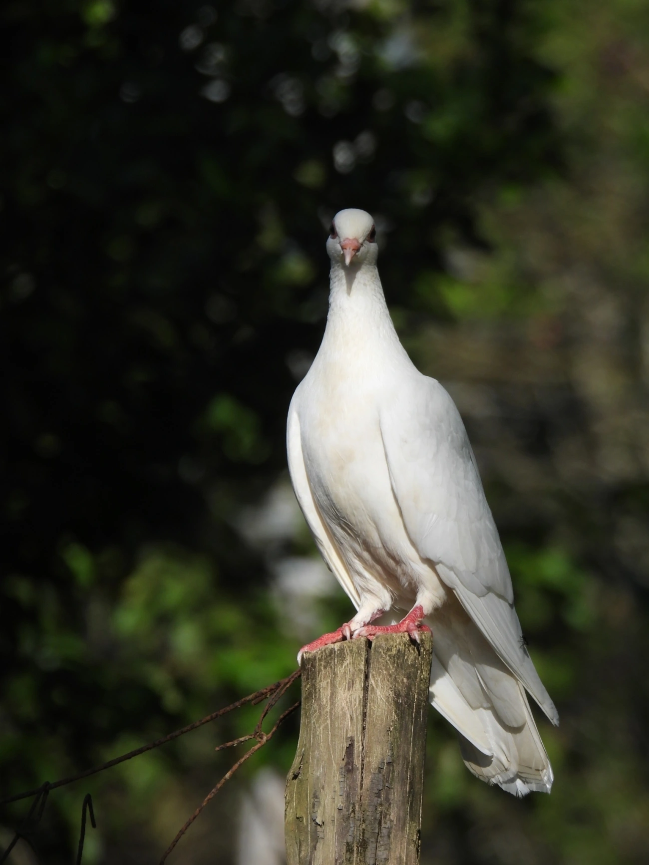 Pombo-doméstico (Columba livia domestica), aves, fotografado em São Sebastião
