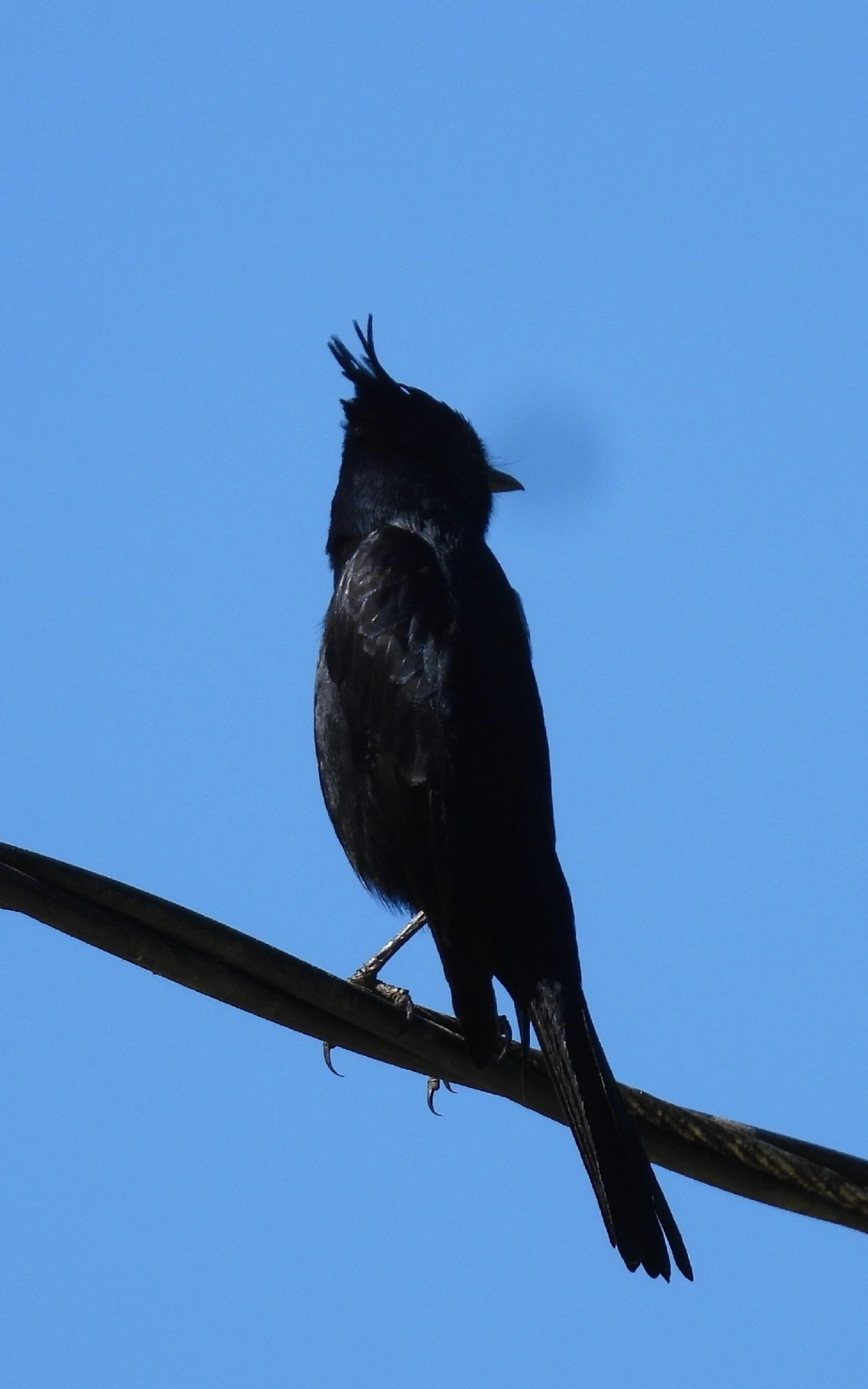 Maria-preta-de-penacho (Knipolegus lophotes), aves, fotografado em Pedra Selada